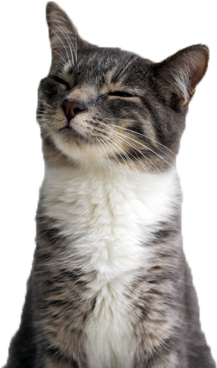 満足げな猫のクローズアップ笑顔 壁紙