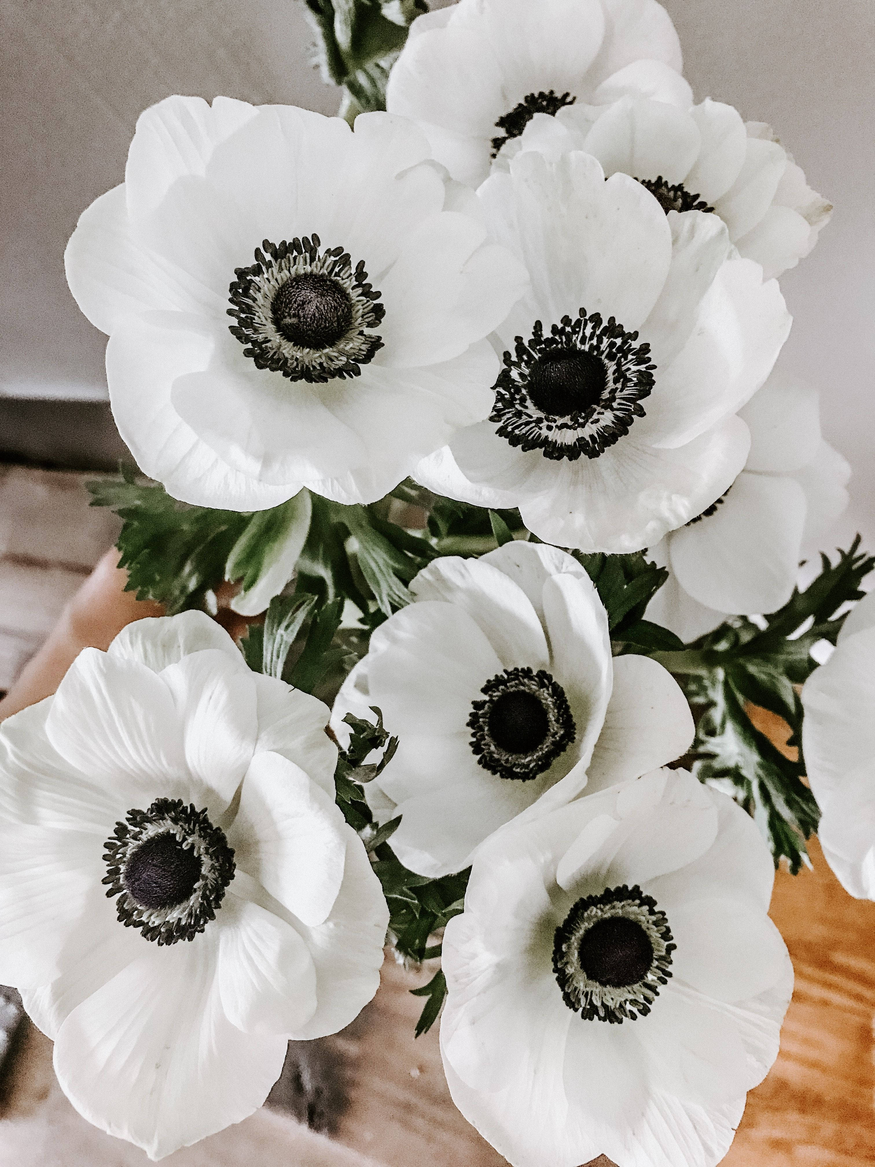 満開のアネモネの花 壁紙
