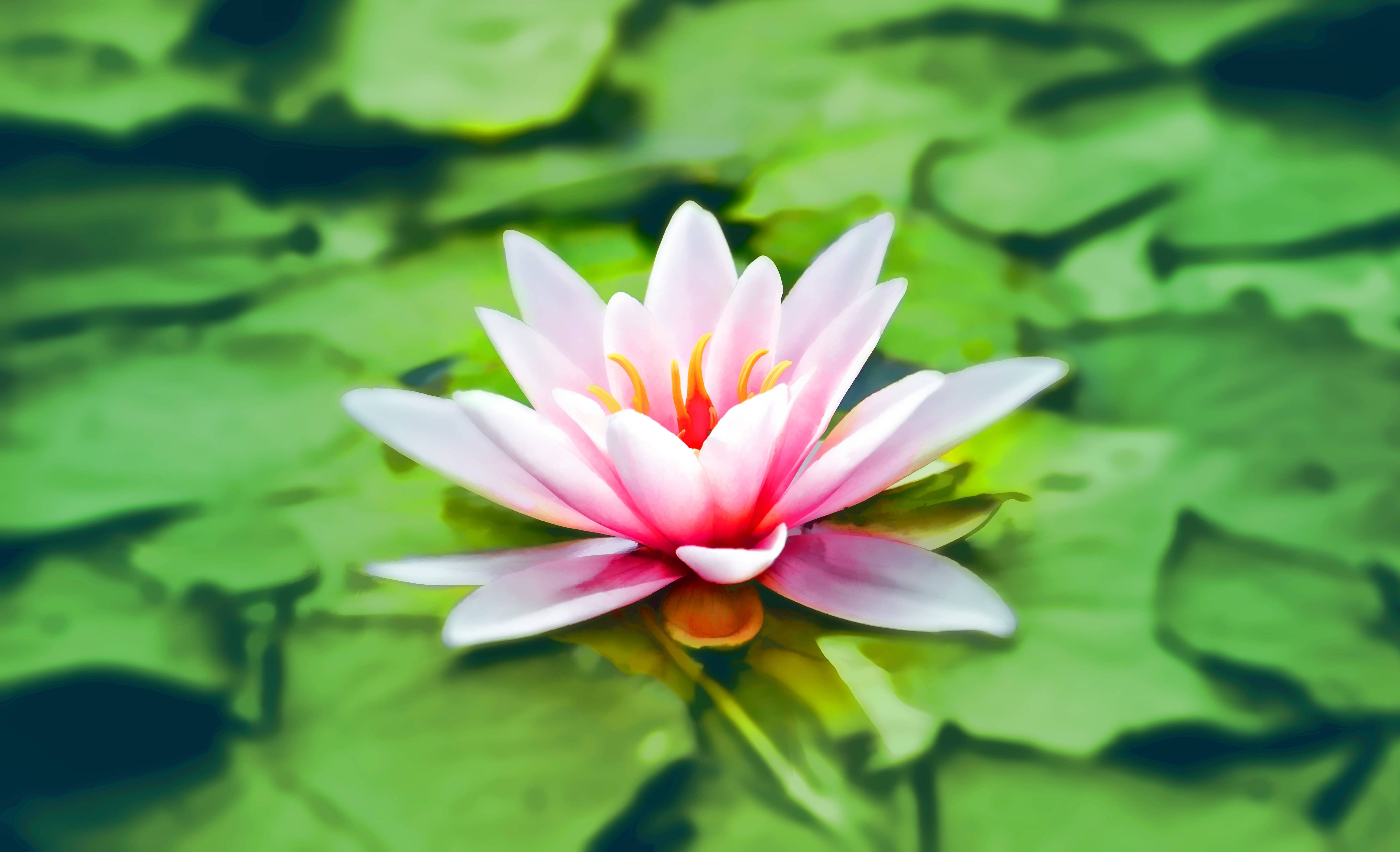 満開のピンクの蓮の花 壁紙