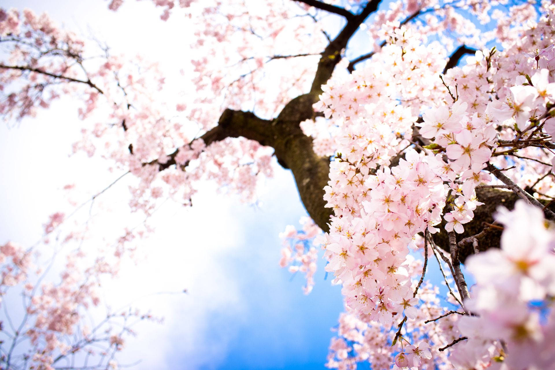 満開の桜の木の壁紙