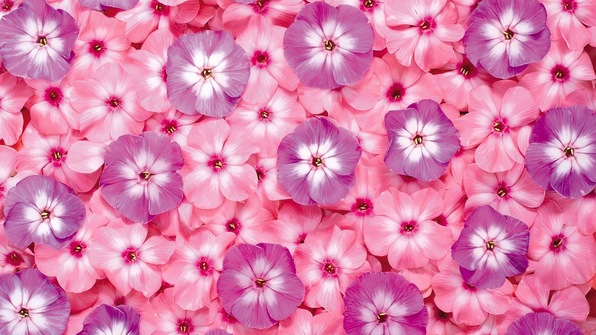 満開の美しいピンクの花のクローズアップ。 壁紙