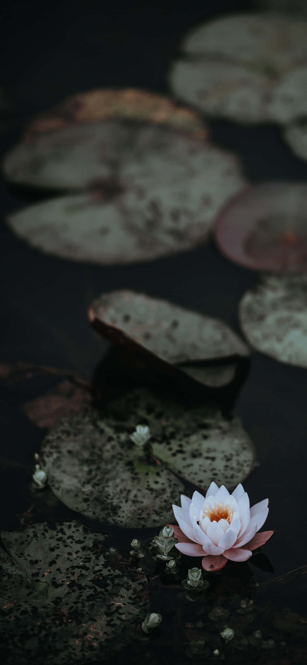 満開の蓮の花の静けさ 壁紙