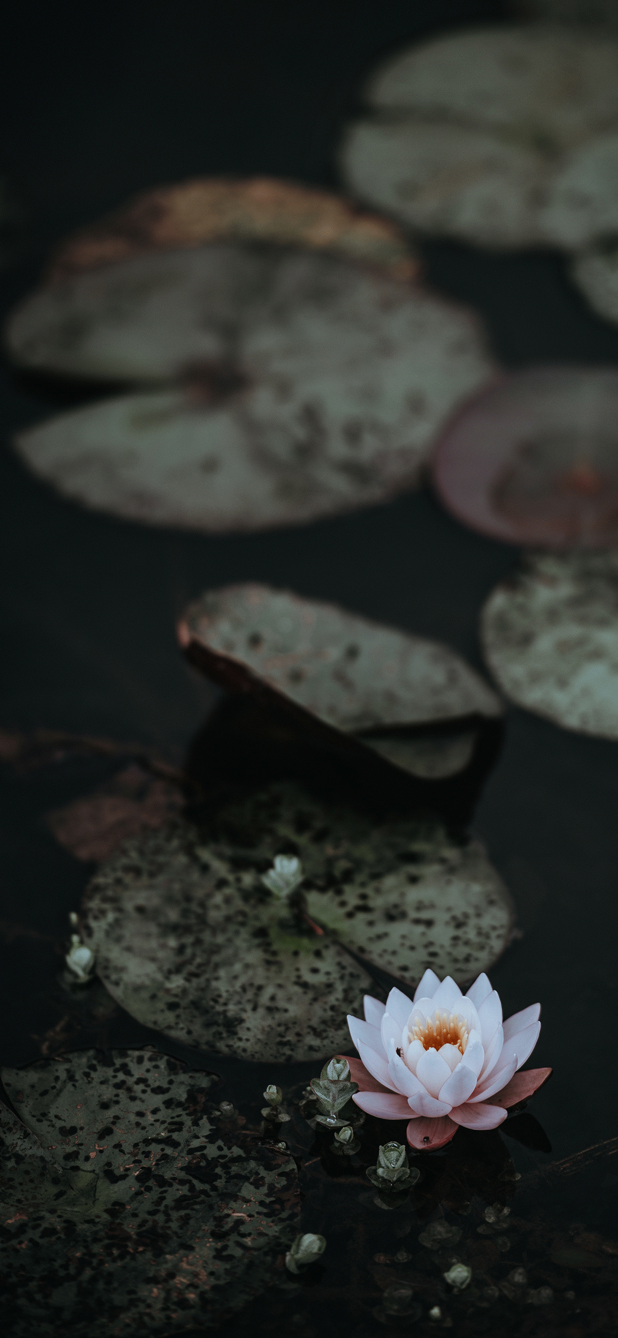 満開の静かな蓮の花 壁紙