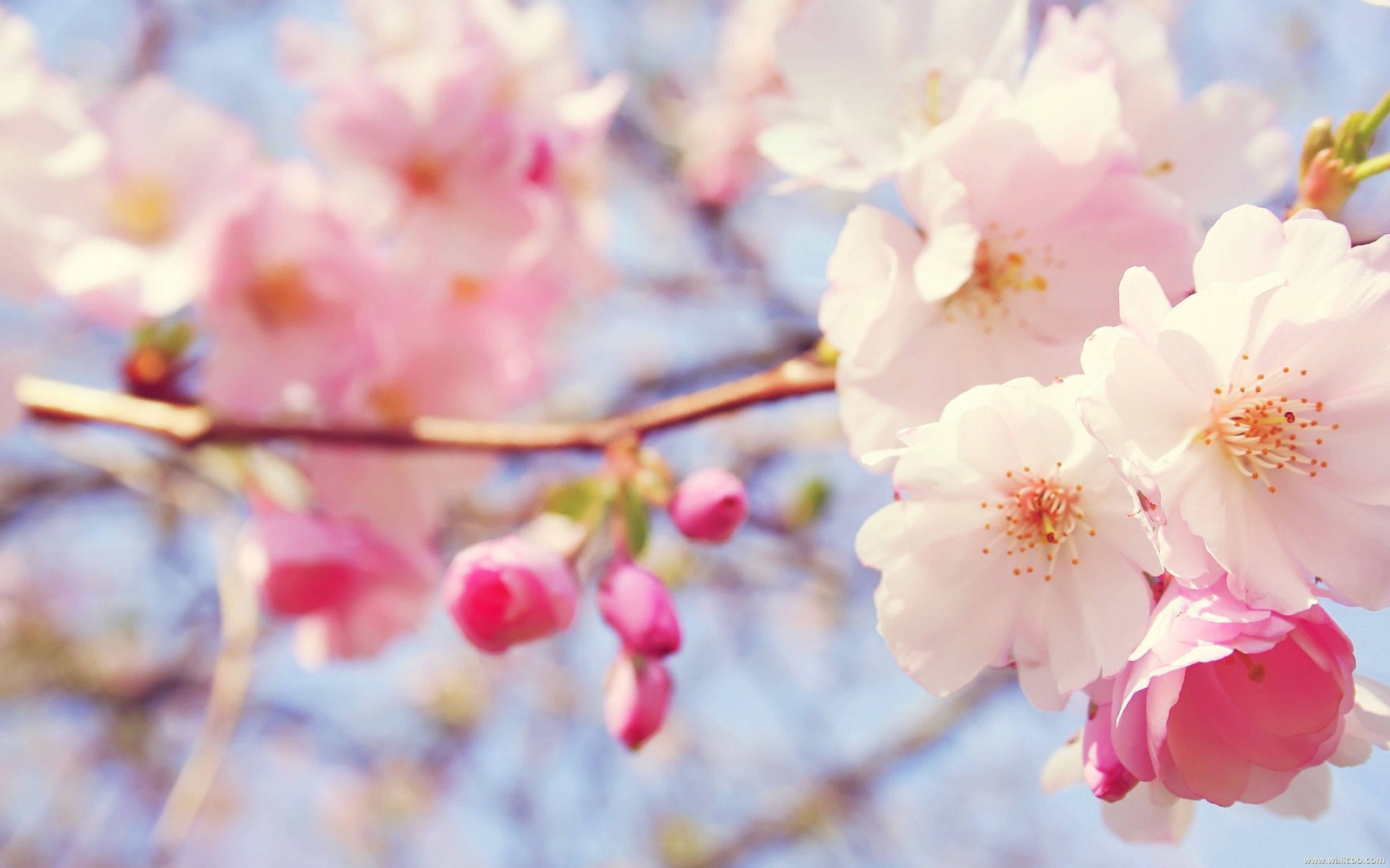 満開の魅惑的なピンクの桜 壁紙