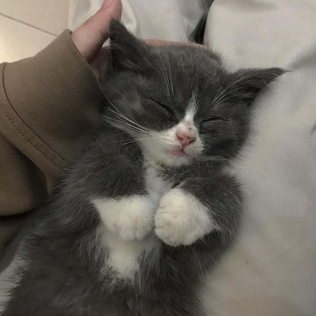 灰色と白の子猫が誰かの膝の上で眠っている 壁紙