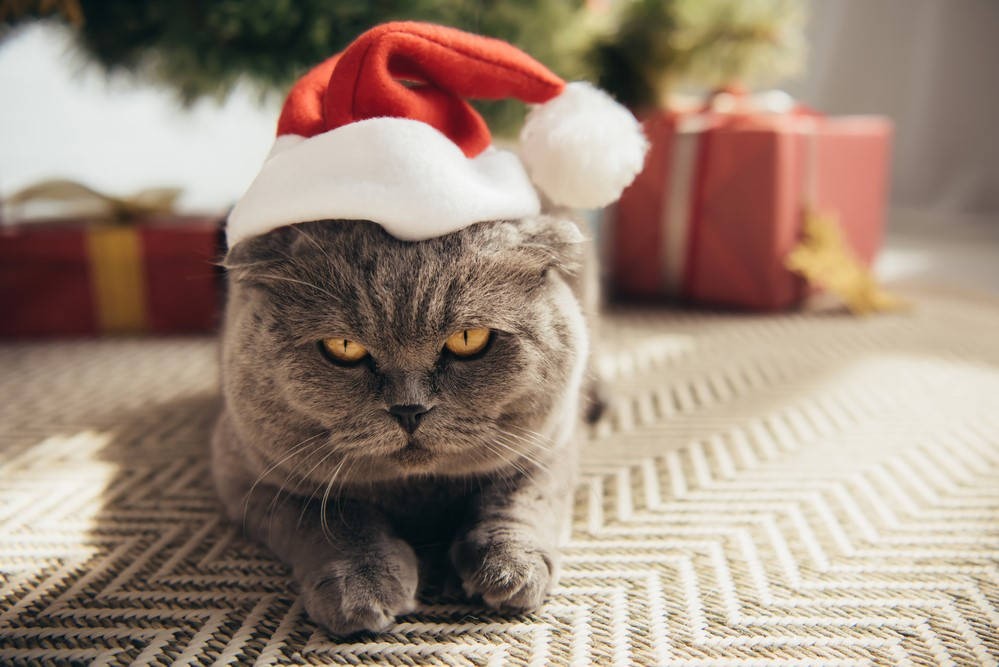 灰色の猫とクリスマスプレゼント 壁紙