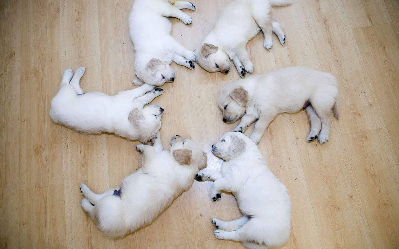 無垢なひととき – 愛らしいふわふわ子犬 壁紙