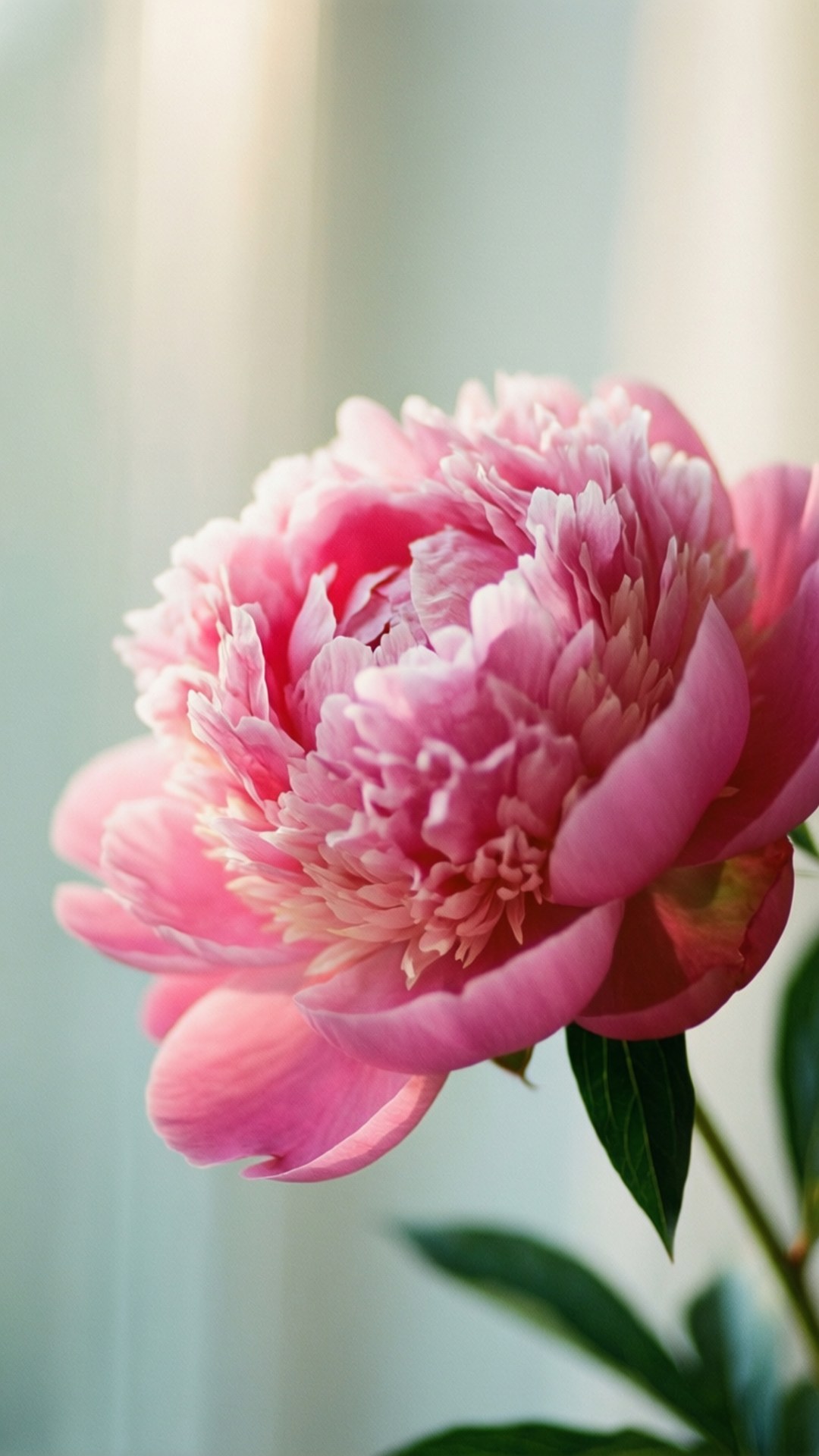 牡丹の開花 壁紙
