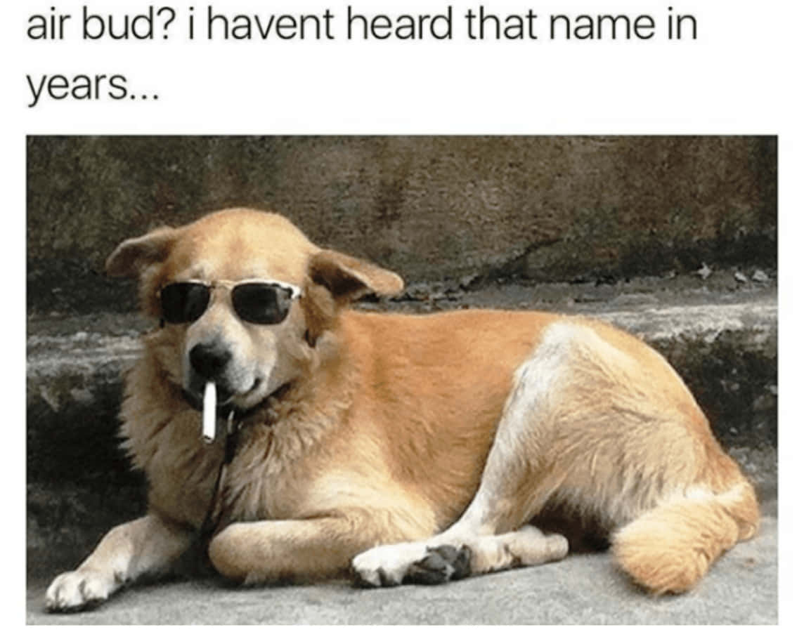 犬のミーム画像