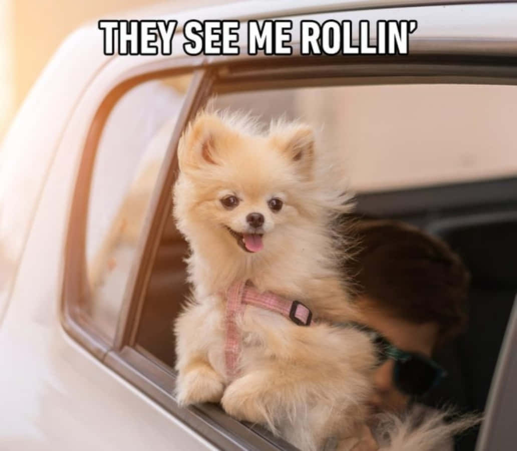 犬のドライブ中ミーム画像 壁紙