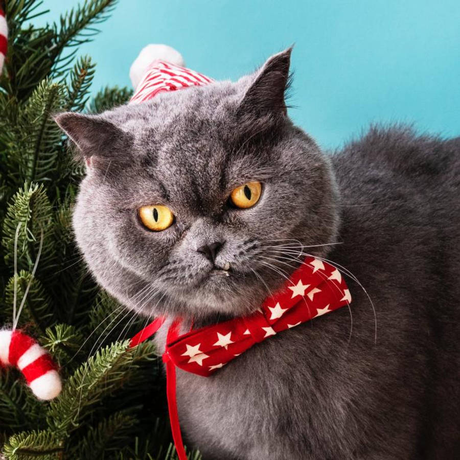 猫 赤い蝶ネクタイ おかしなクリスマス 壁紙