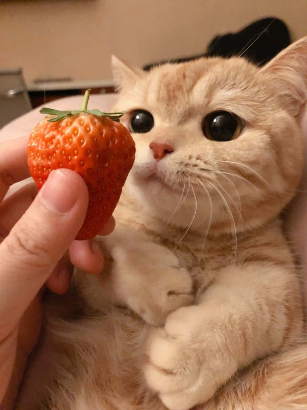 猫がイチゴを食べている 壁紙