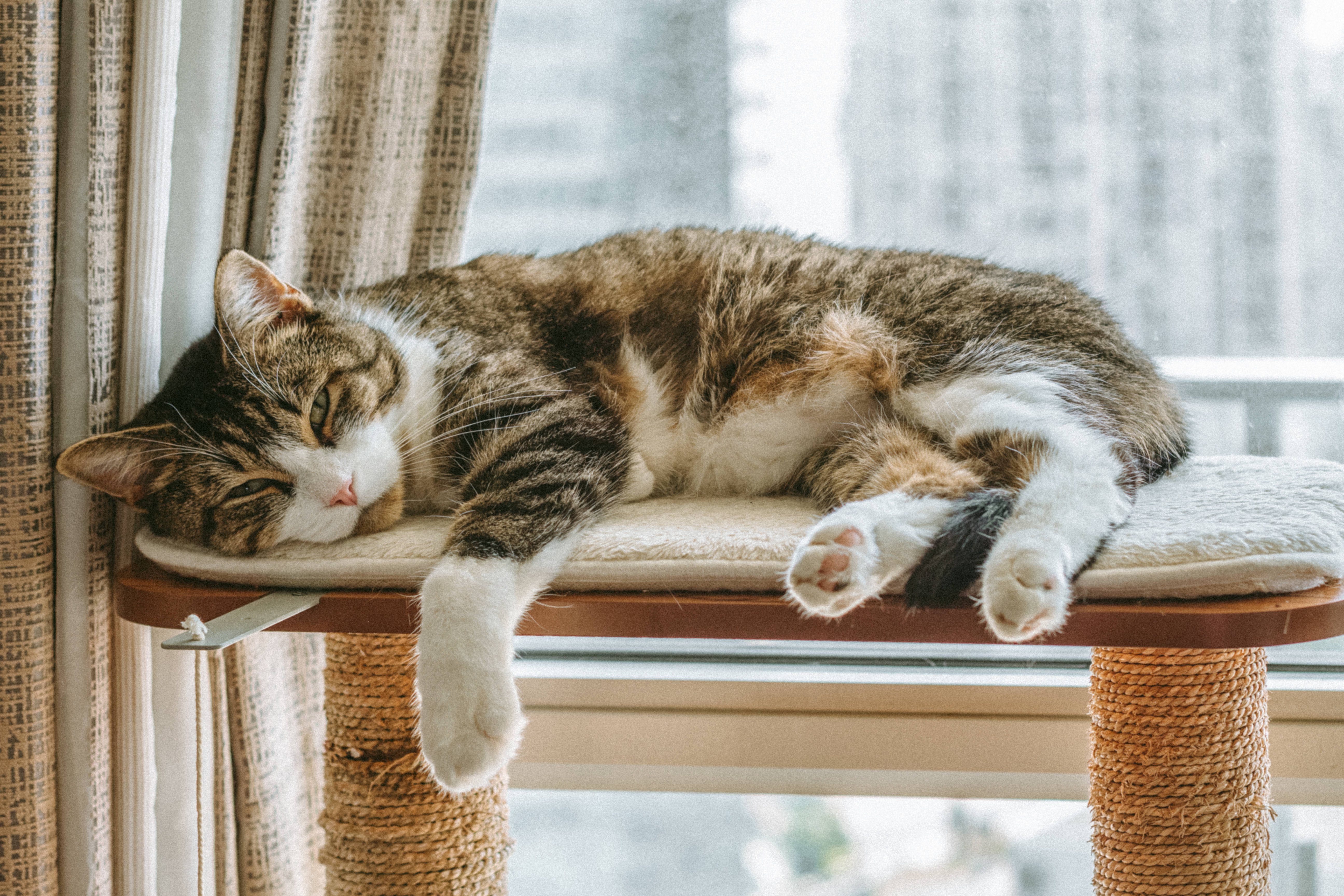 猫がコンピューターのそばで眠る 壁紙