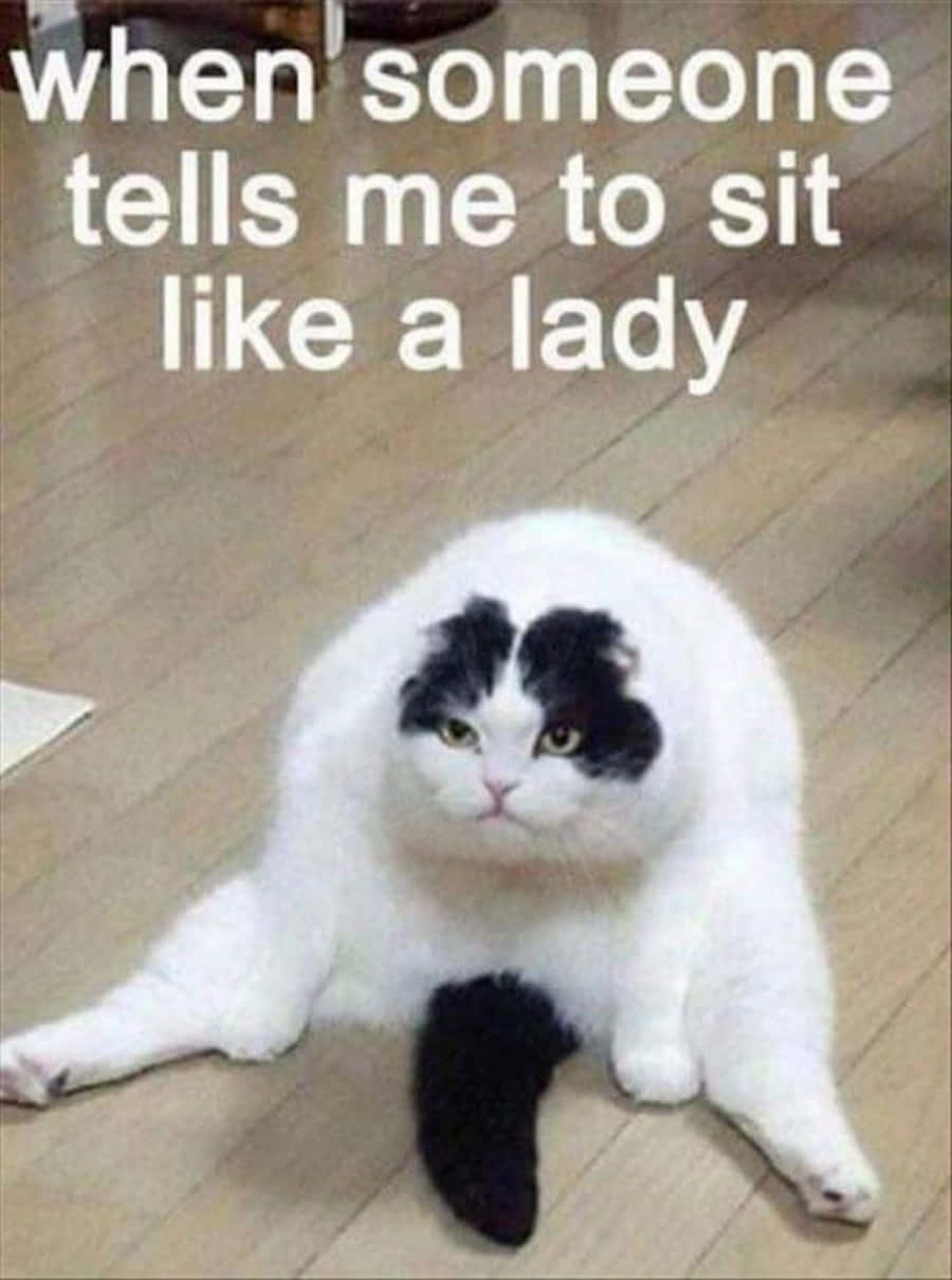 "猫が特にいたずら好きなときって、すぐわかりますよね！" 壁紙