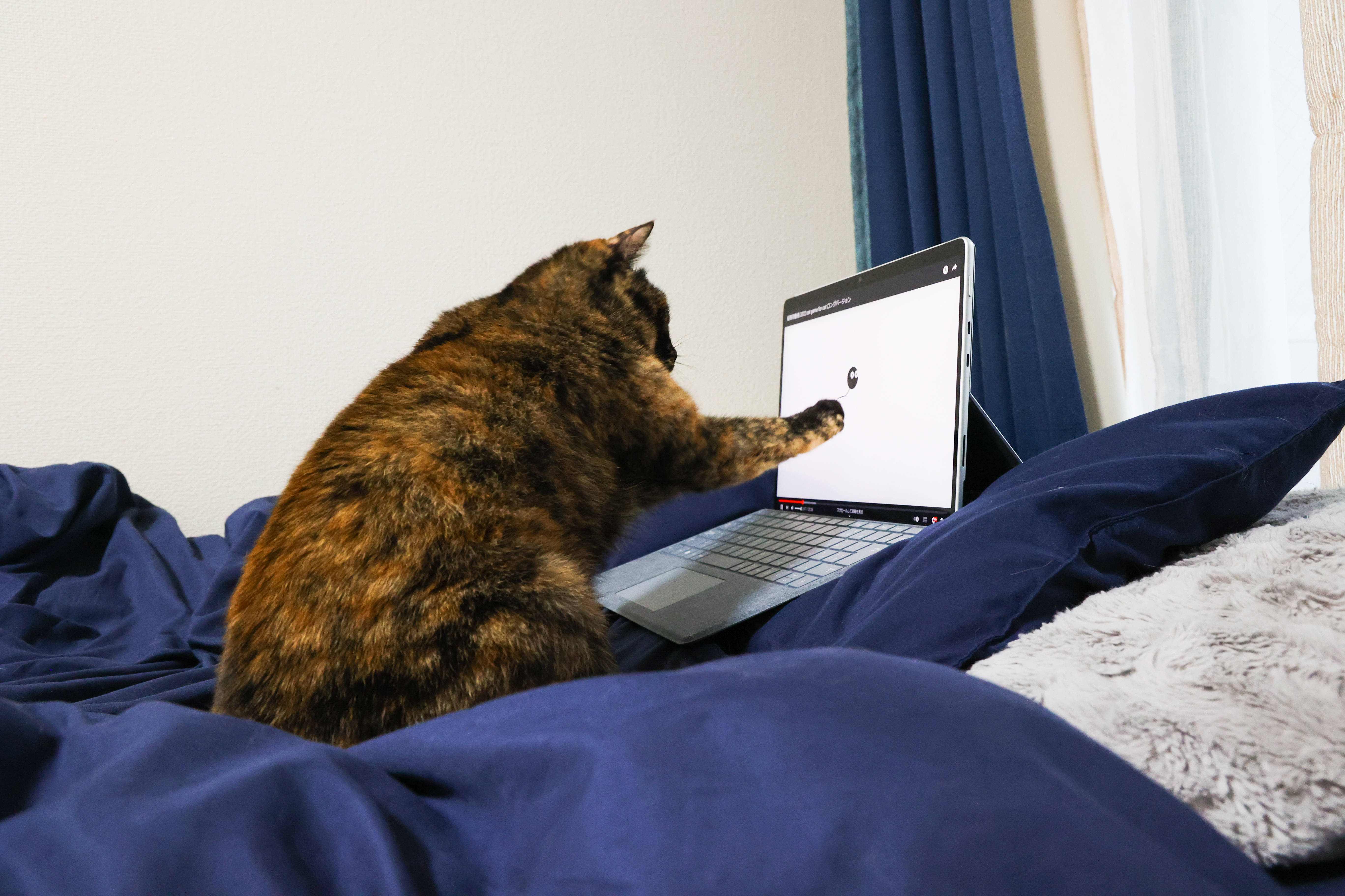 猫とコンピュータのベッド 壁紙