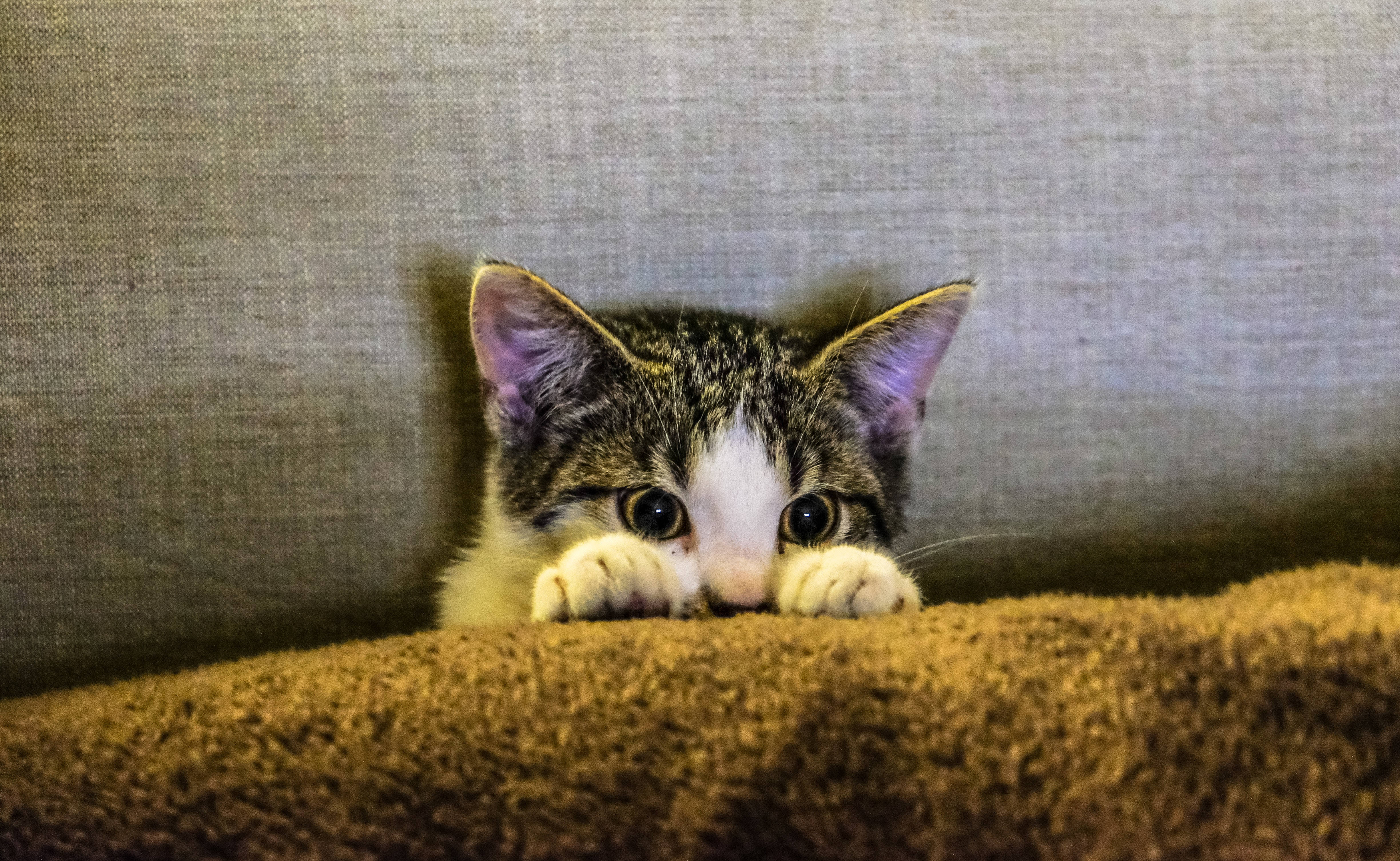 猫とソファの美しい写真 壁紙