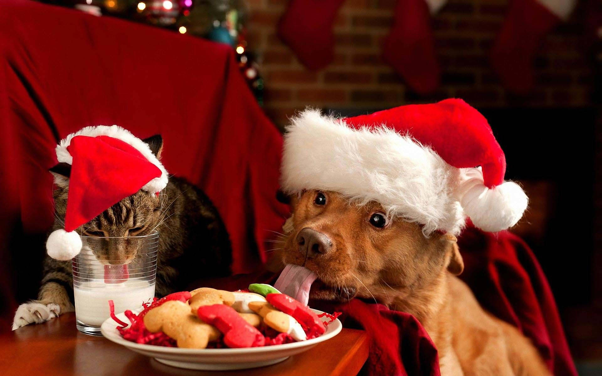 猫と犬の楽しいクリスマス 壁紙
