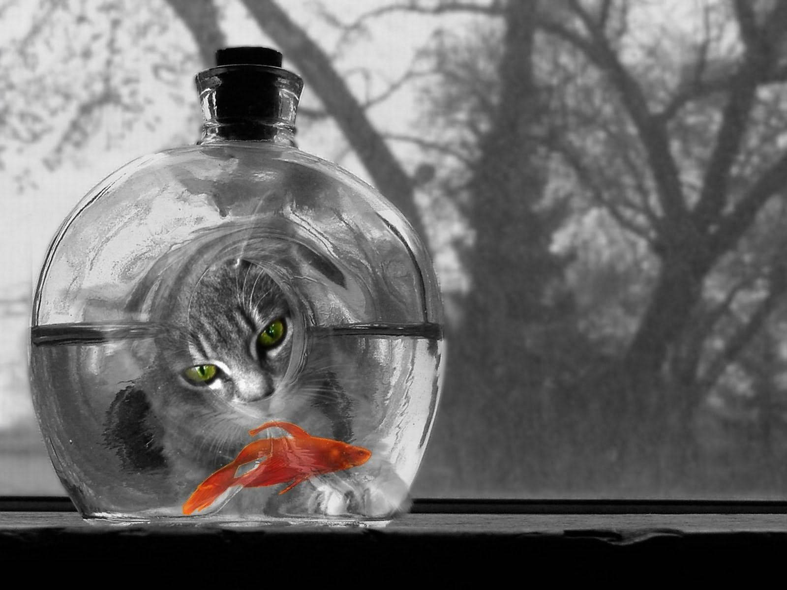 白黒写真の中で、水槽の中のオレンジ色の魚を見つめる猫。
