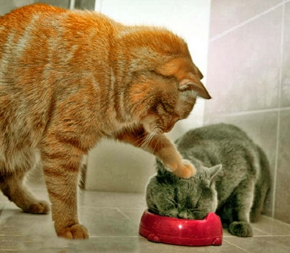 猫に無理やり食べさせようとする面白いバカな写真 壁紙