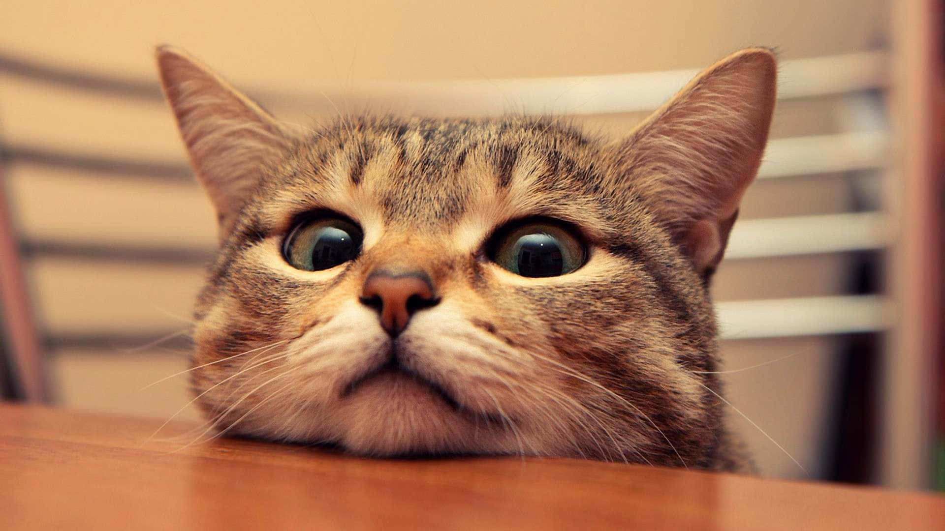 猫の壁紙 壁紙