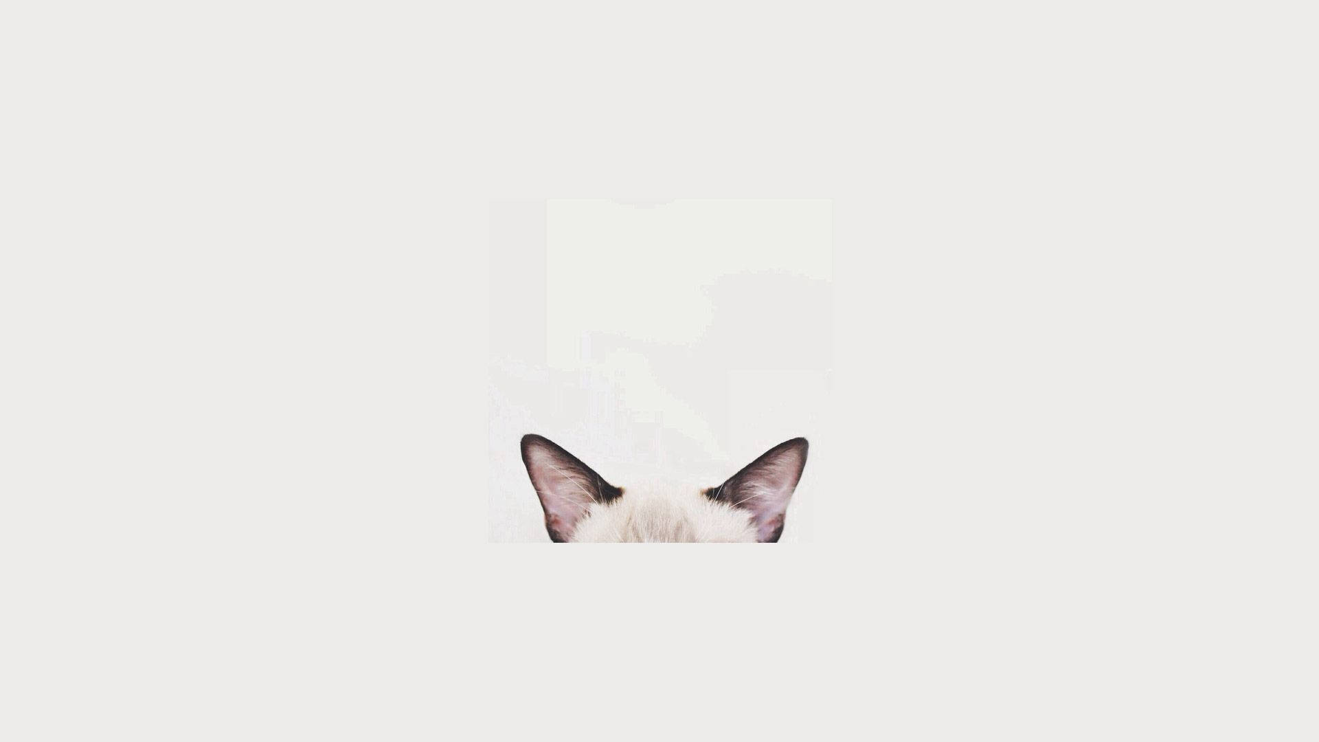 猫の頭 ミニマル 美しい ノートパソコン 壁紙
