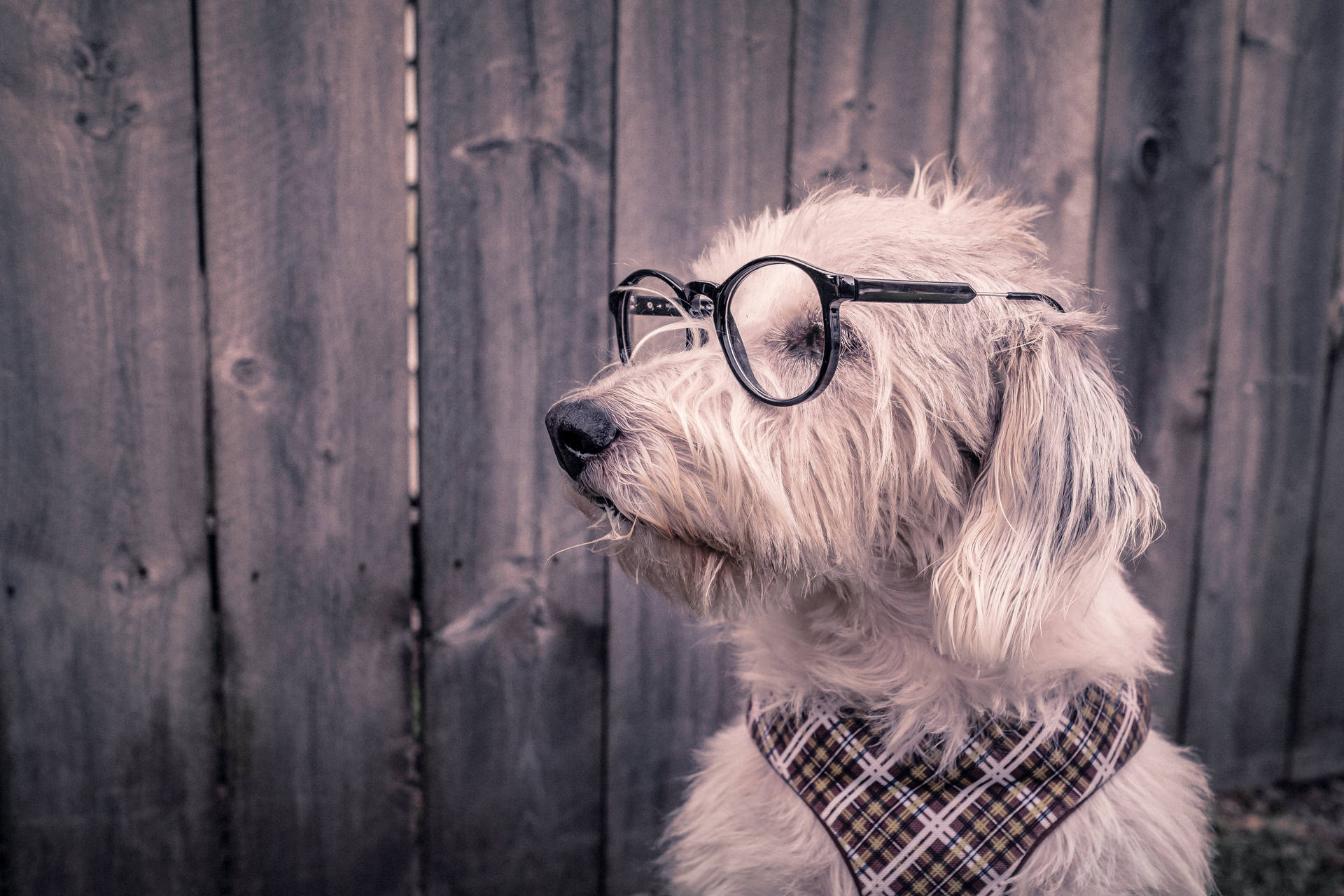 メガネとマフラーをした白いオタク犬の壁紙