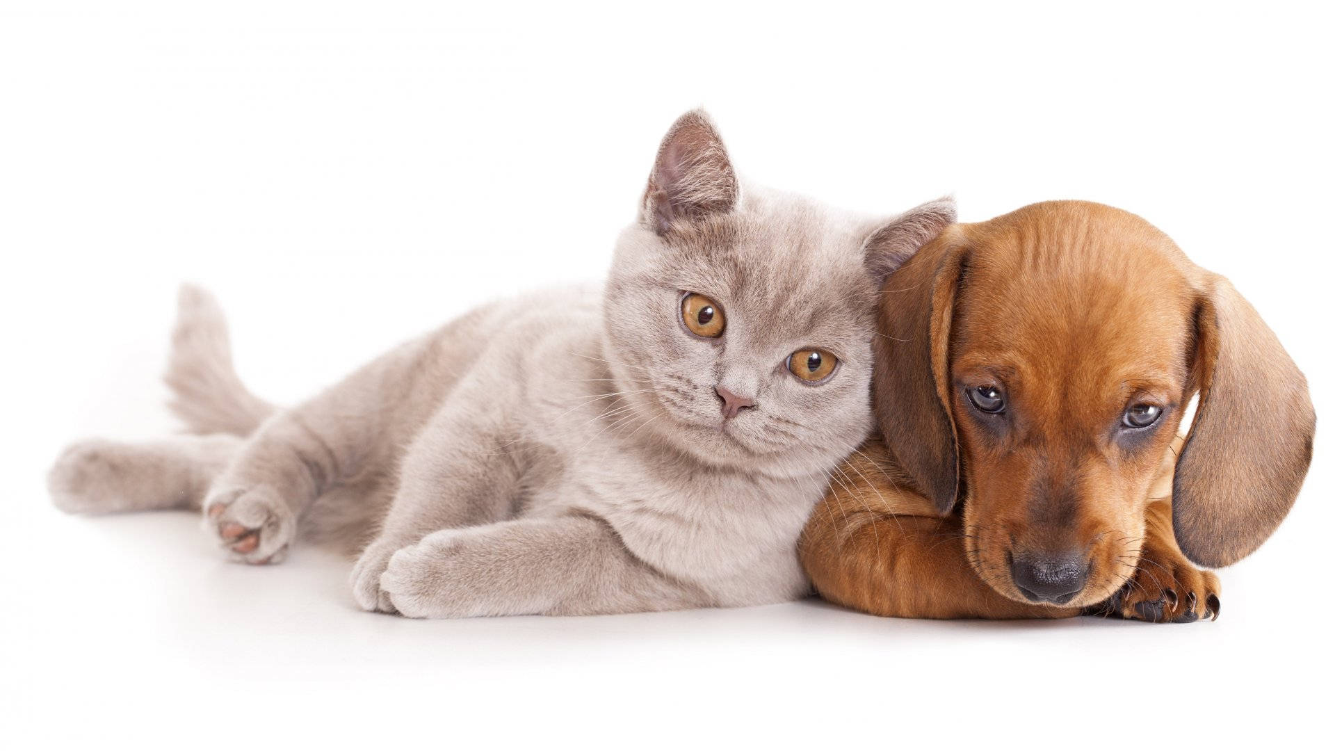 異種の友情：猫と犬の絆 壁紙