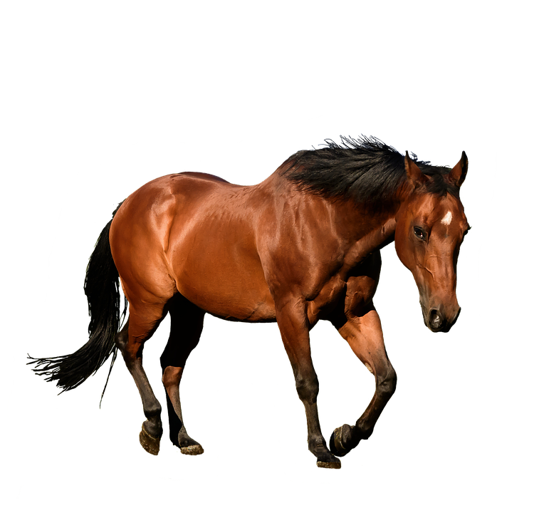 疾走する鹿毛の馬 壁紙