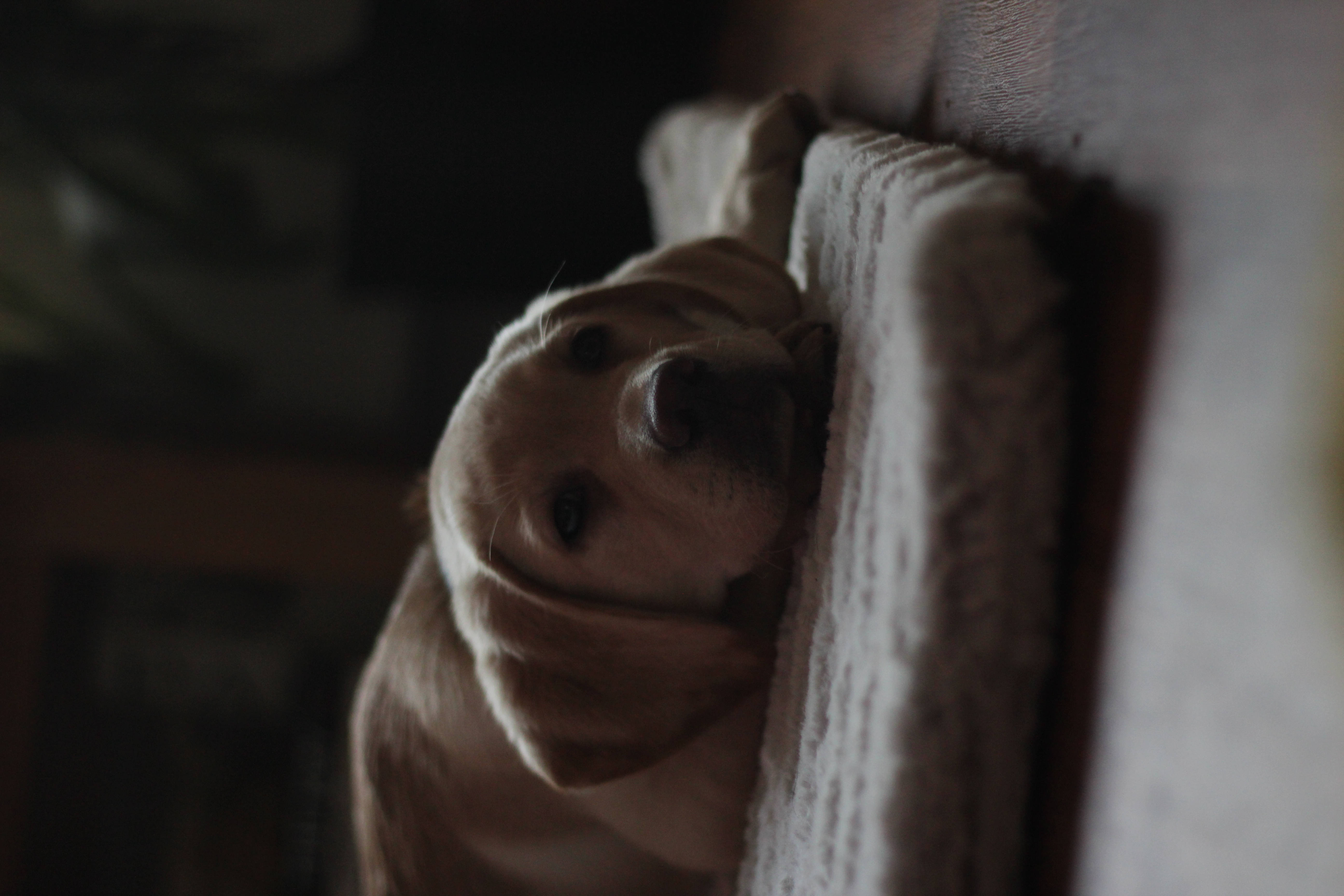 白いクッションの上のかわいい犬 壁紙
