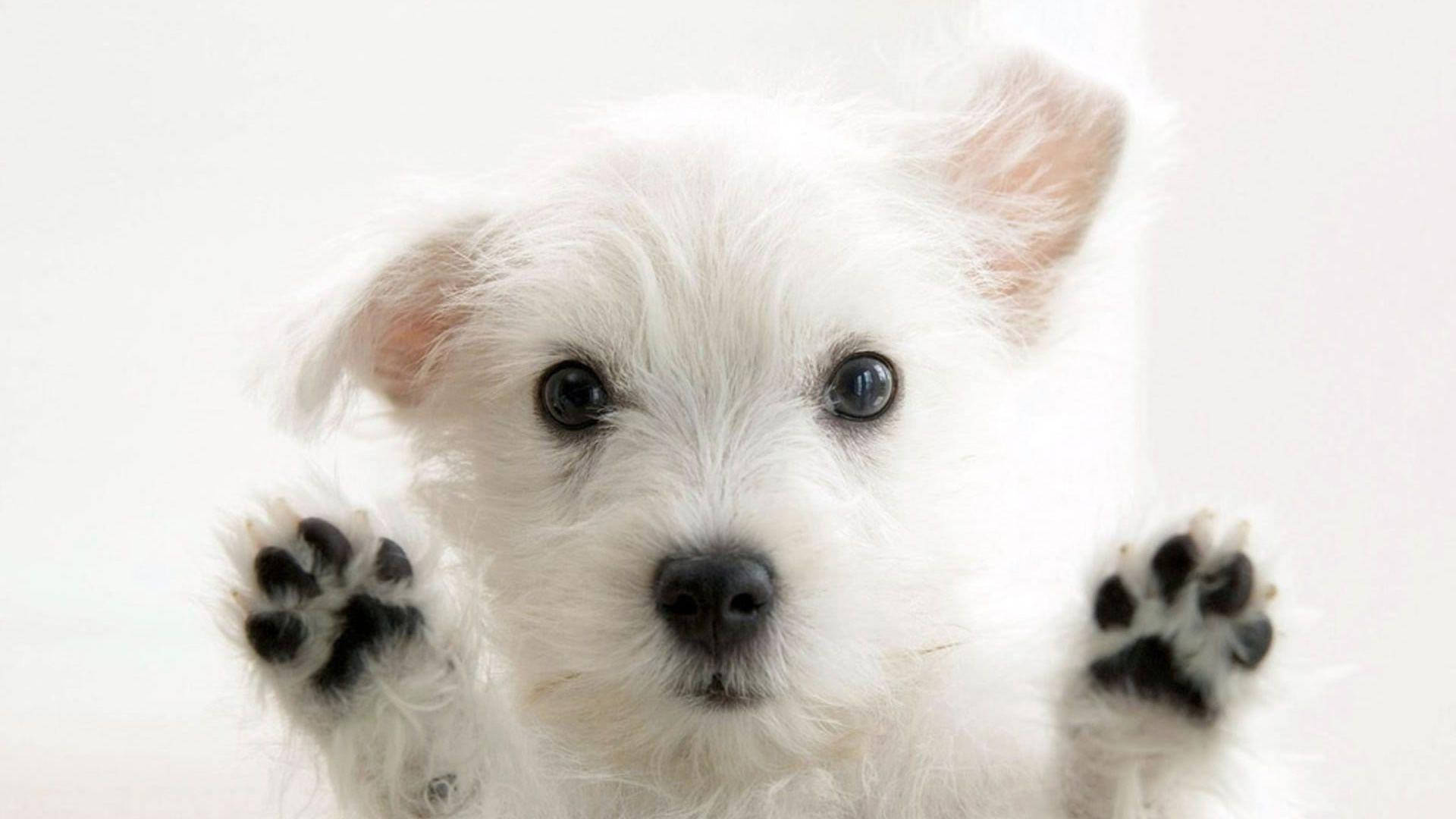 白いテリア犬のかわいいデスクトップ 壁紙