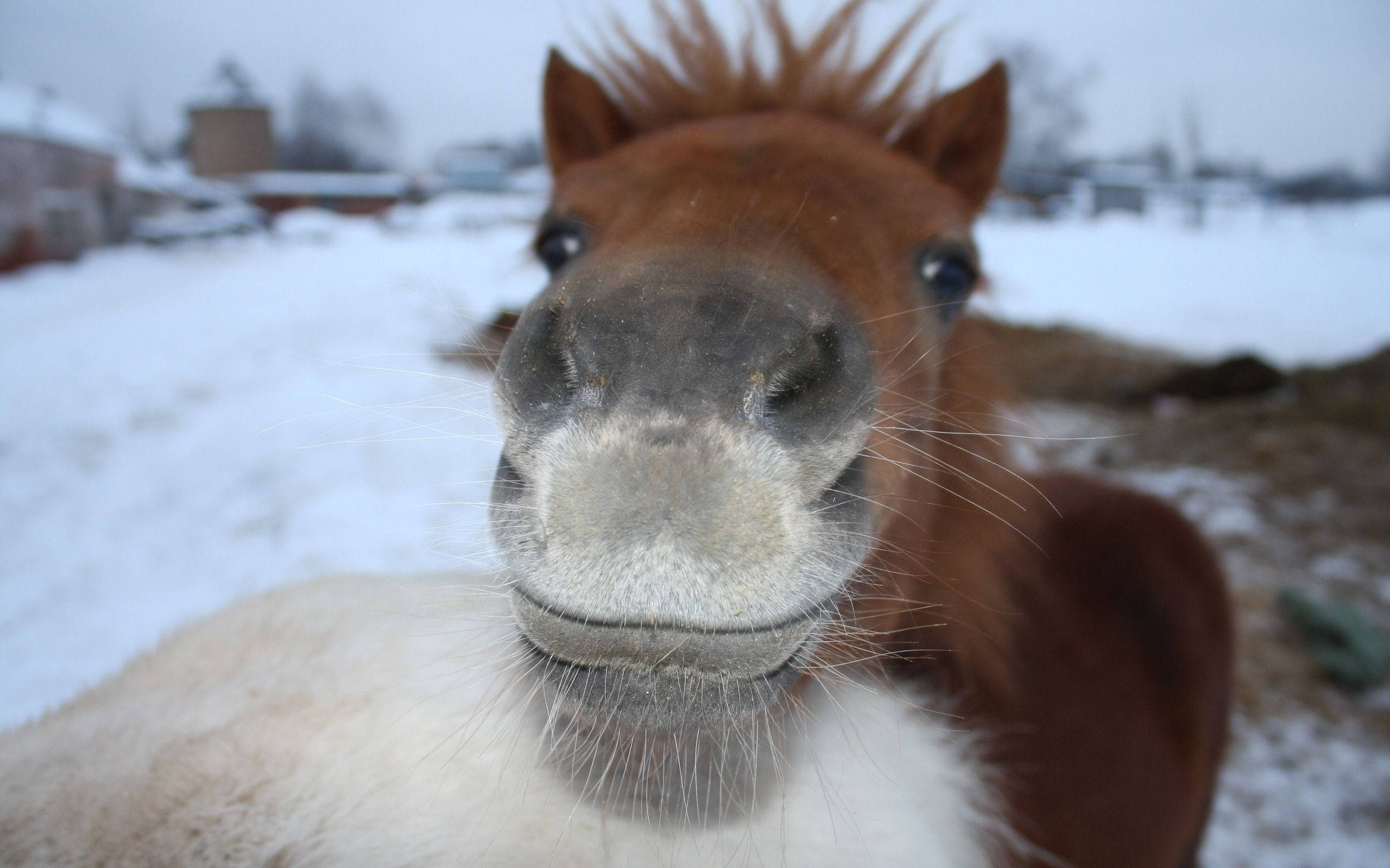 白い唇がかわいい馬 壁紙