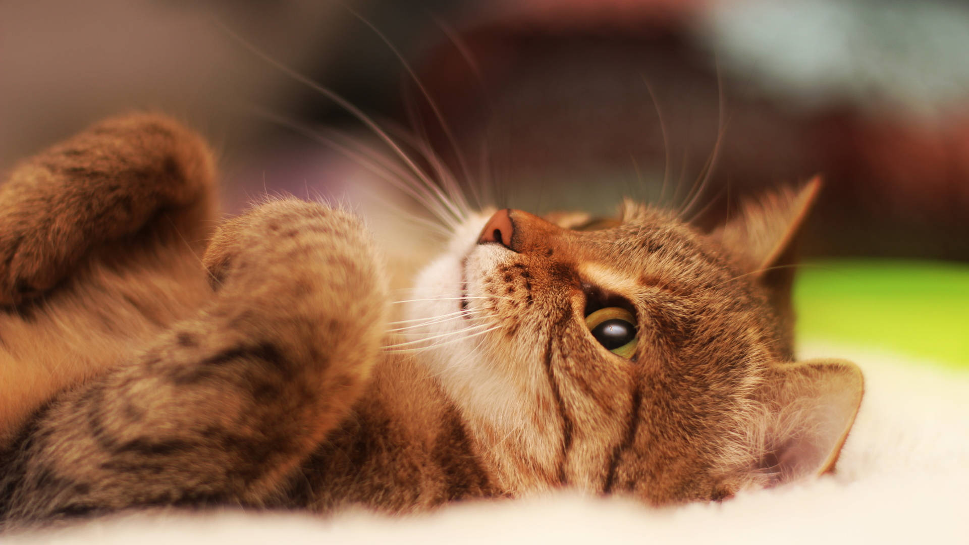 白い布の中の美しい猫 壁紙
