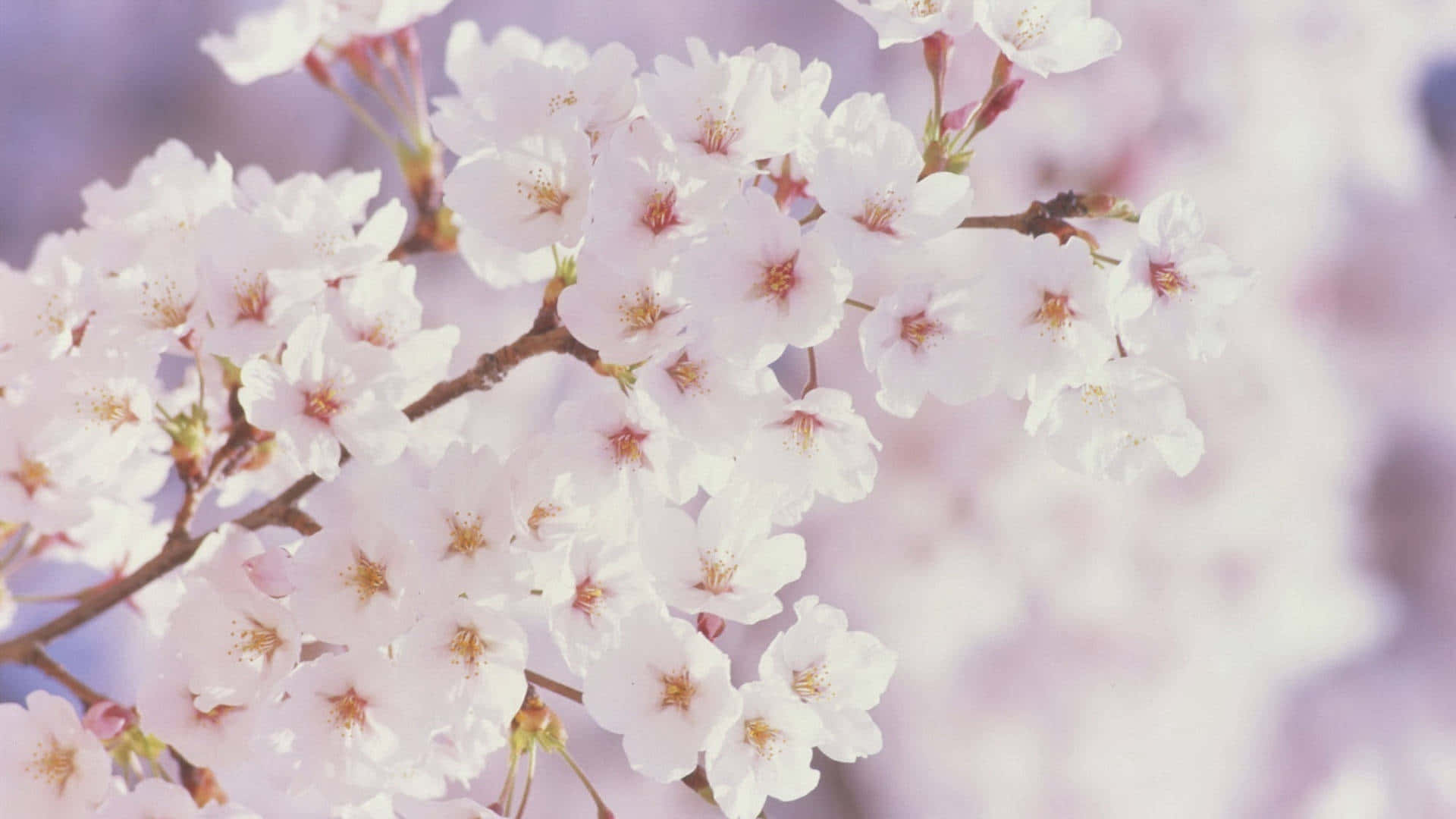 白い桜の春の花背景 壁紙