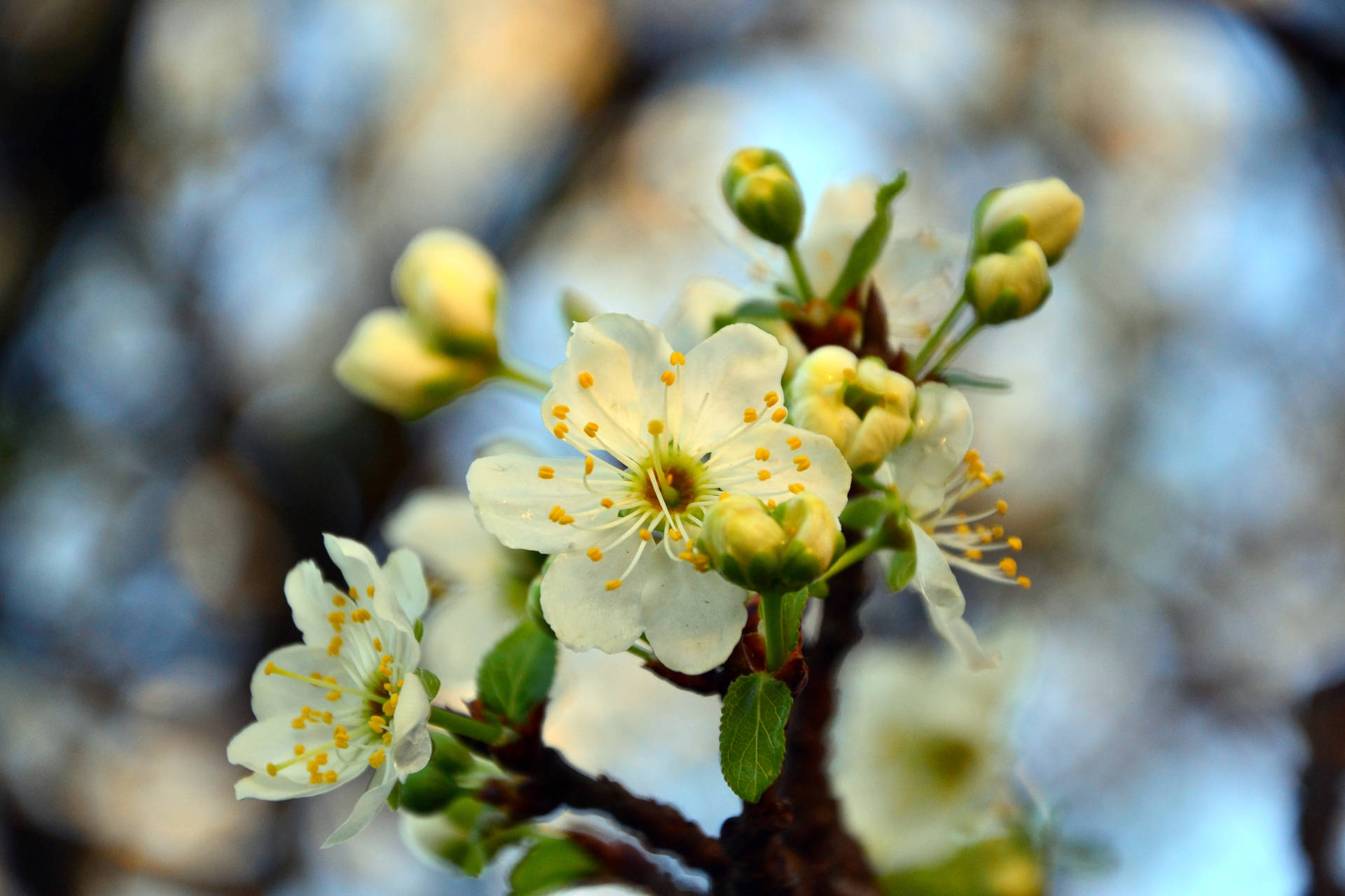 白い桜の枝の壁紙