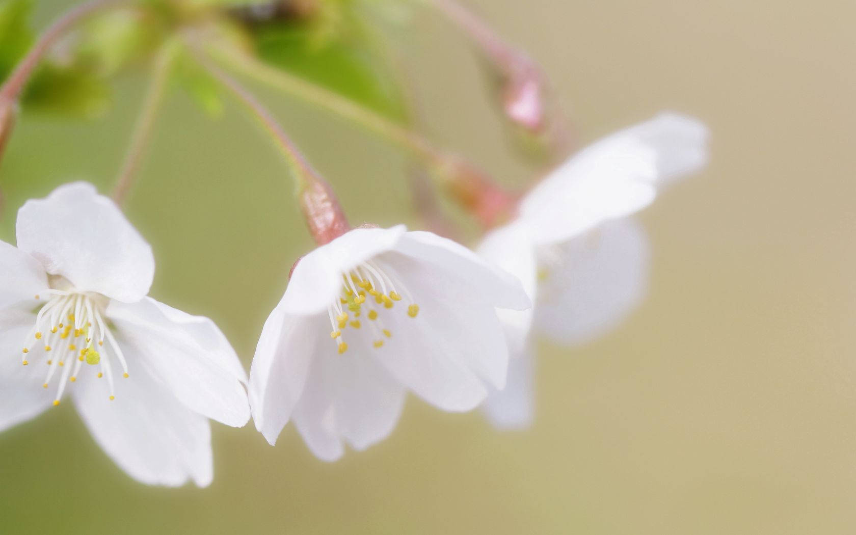 白い桜の花の壁紙
