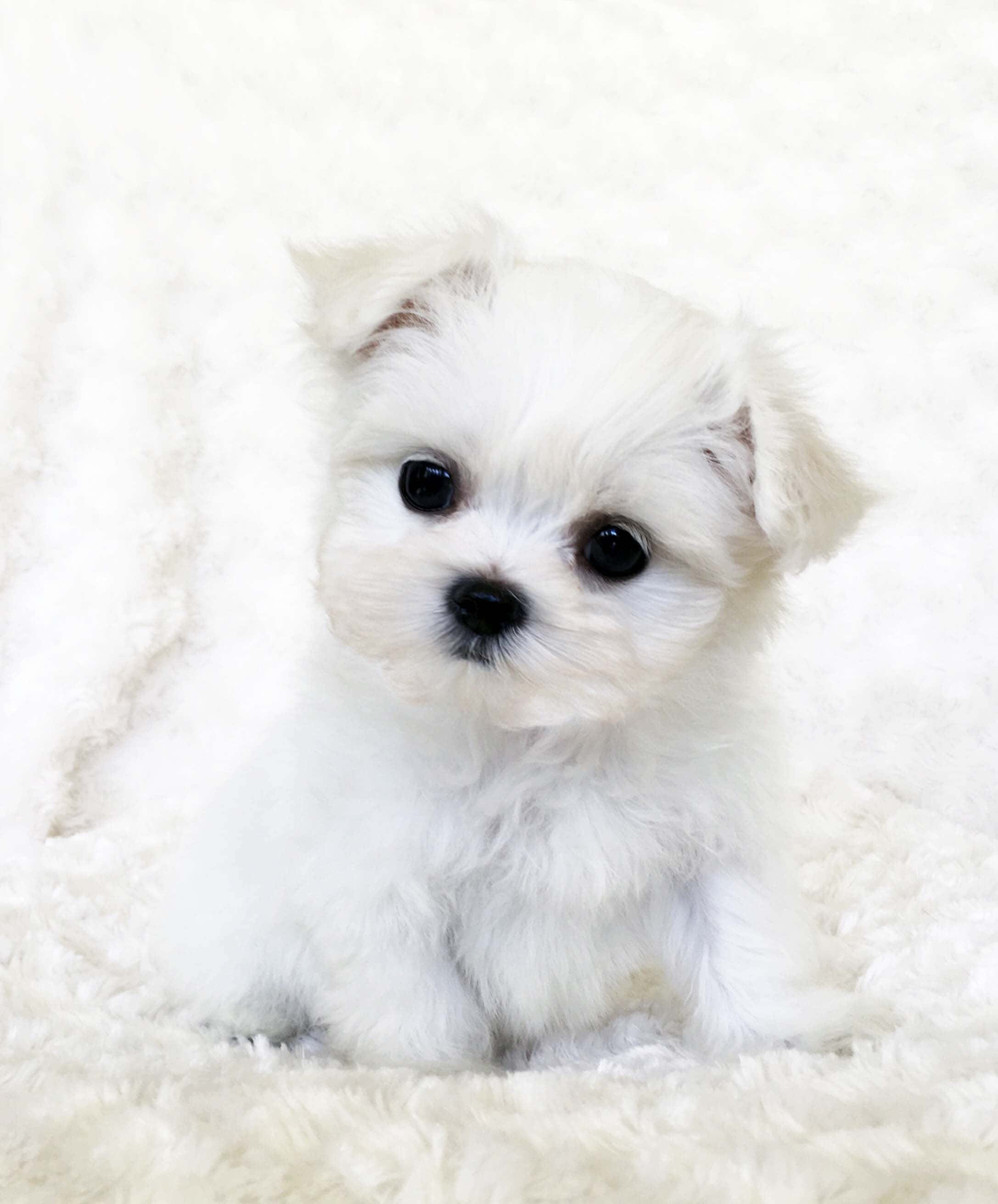 白い毛布の上に座る小さな白い子犬 壁紙