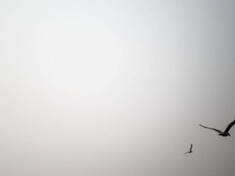 白い画面と鳥 壁紙