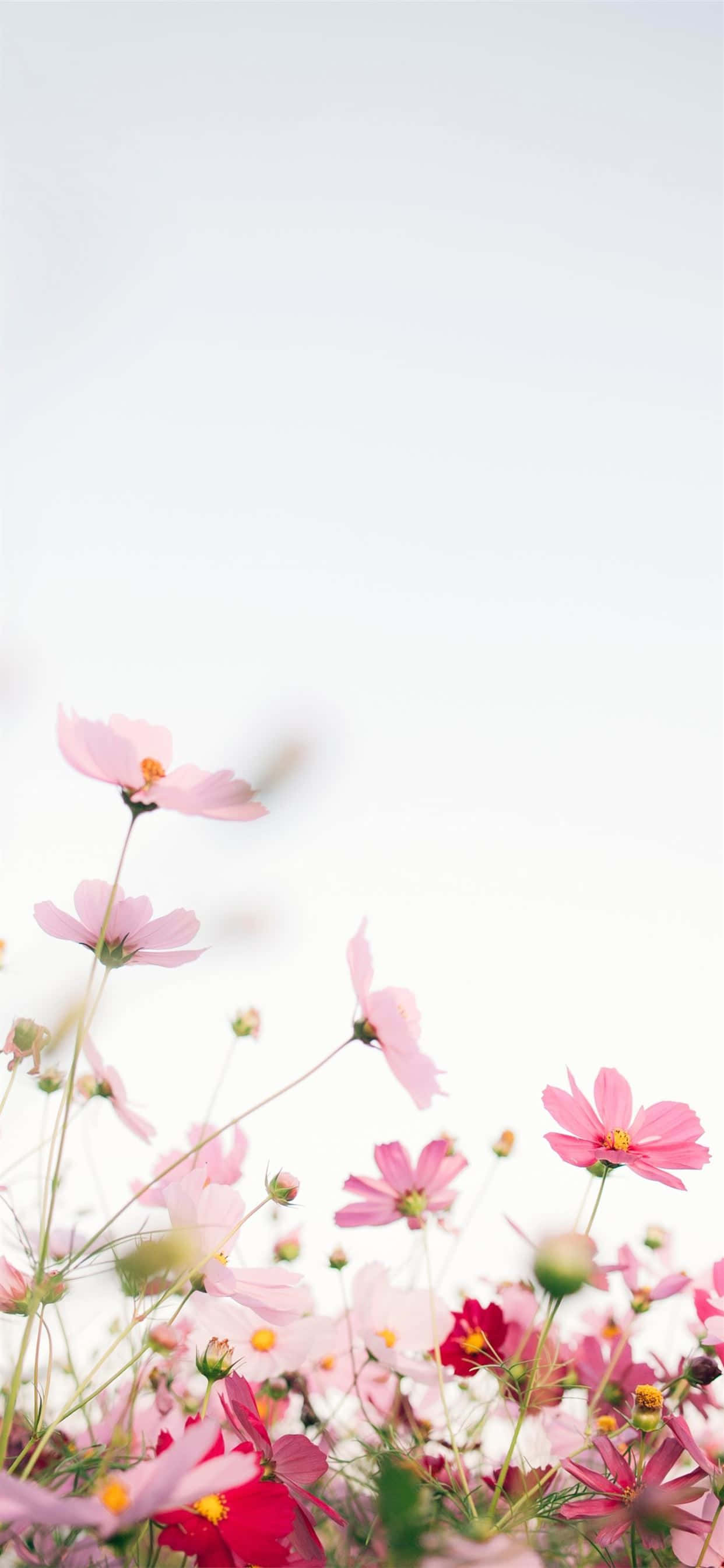 白い背景に映える美しいピンクの花 壁紙
