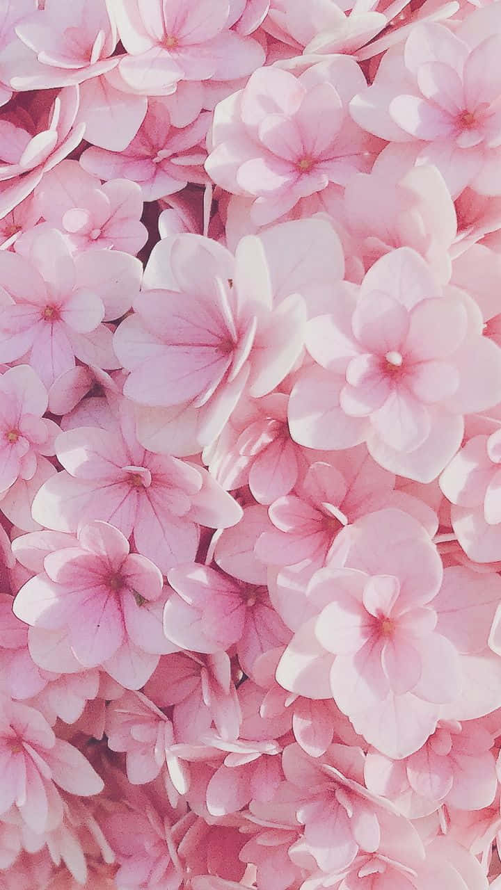 白い背景に映える美しいピンクの花模様 壁紙