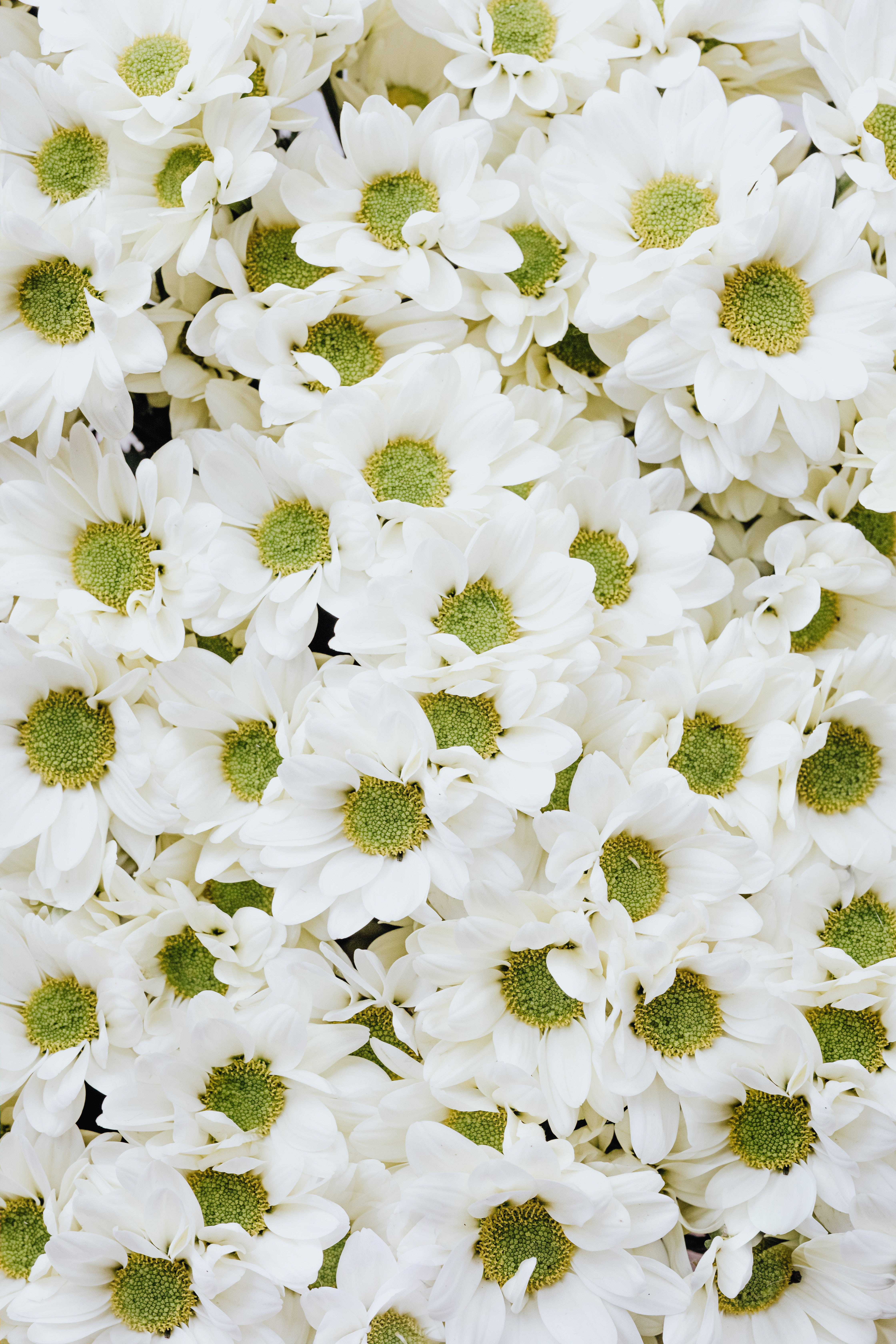 白い菊の花 壁紙