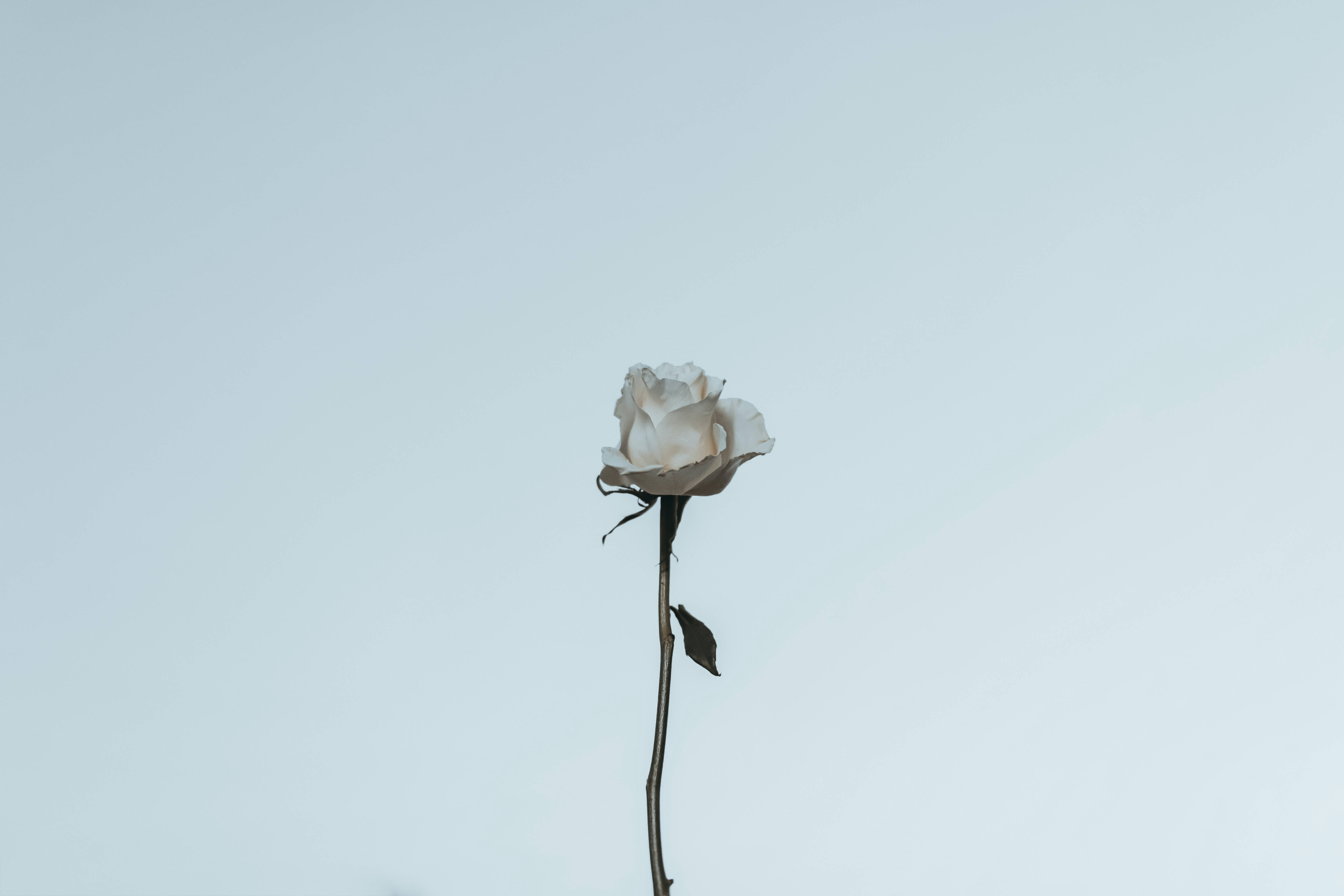 白い薔薇の美学 壁紙