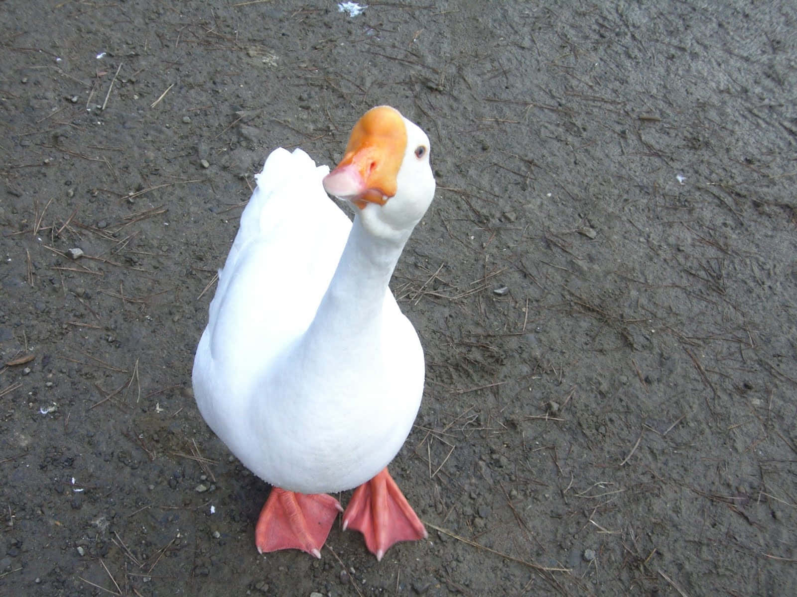 白い面白いガチョウがカメラを見つめる 壁紙