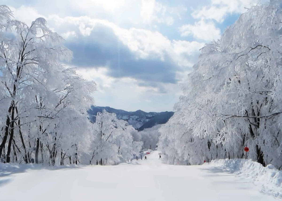 白く美しい雪景色 壁紙