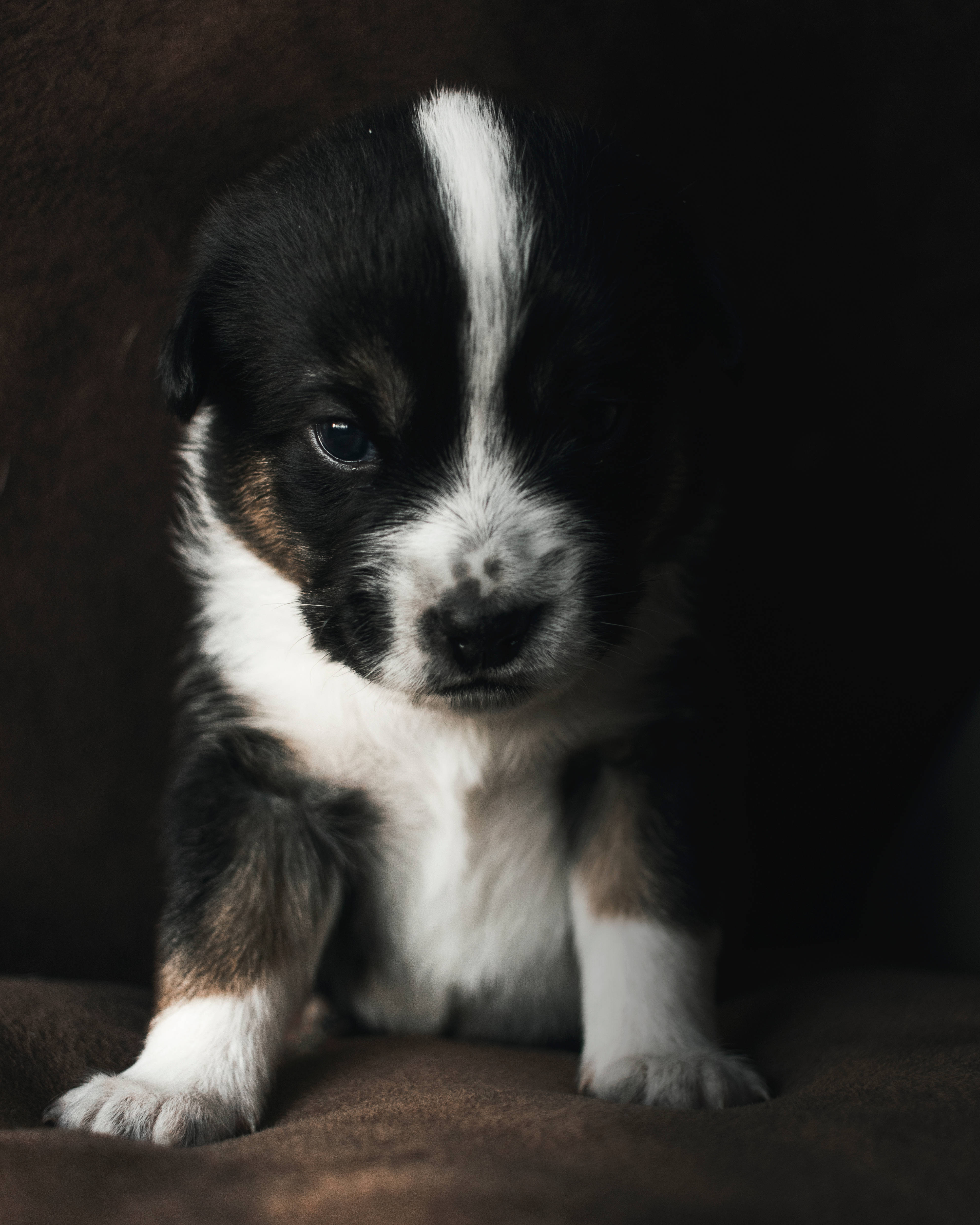 白と黒のかわいい子犬がソファに 壁紙