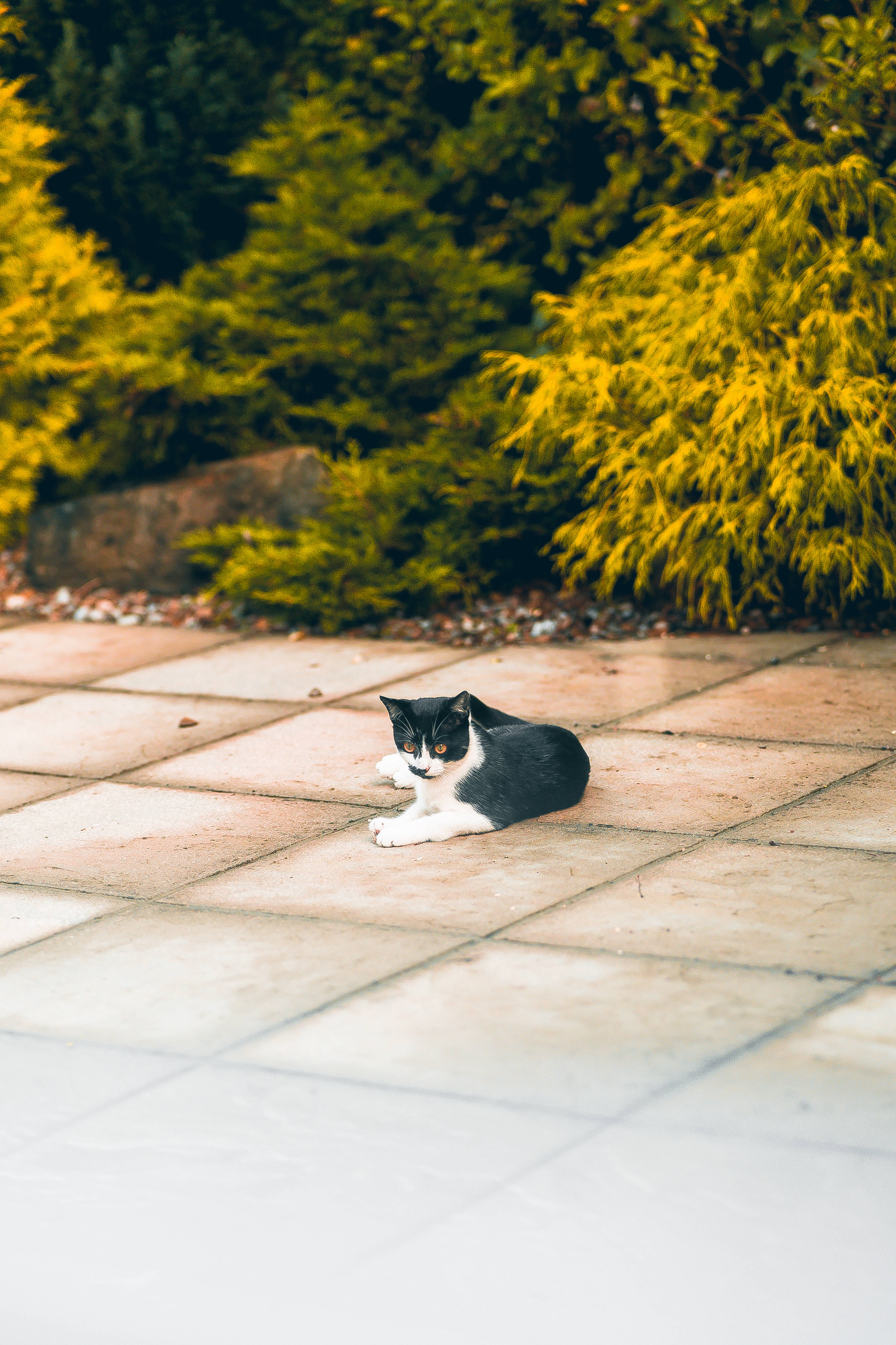 白黒のかわいい座っている猫 壁紙
