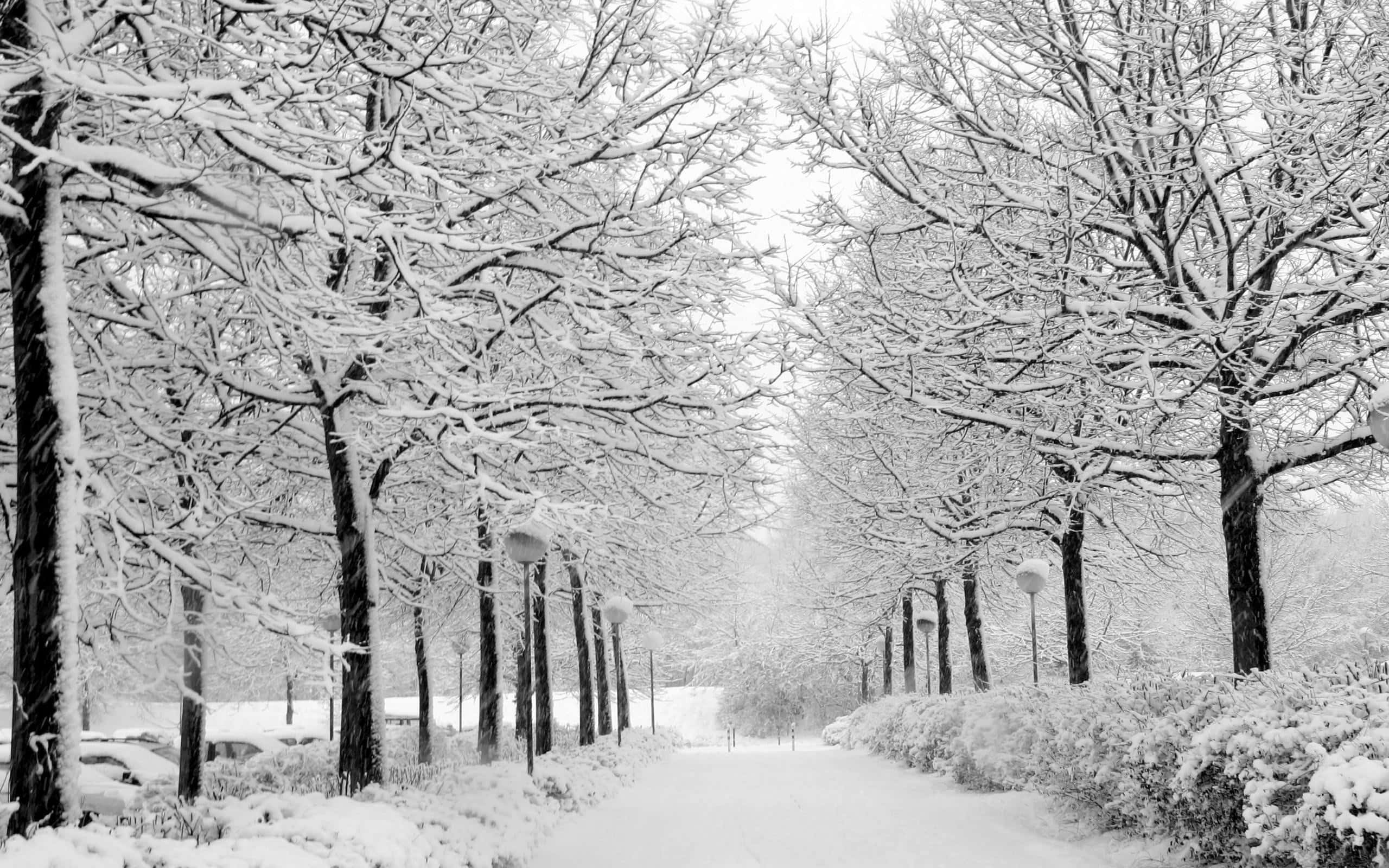 白黒の木々と雪の舗道の背景 壁紙