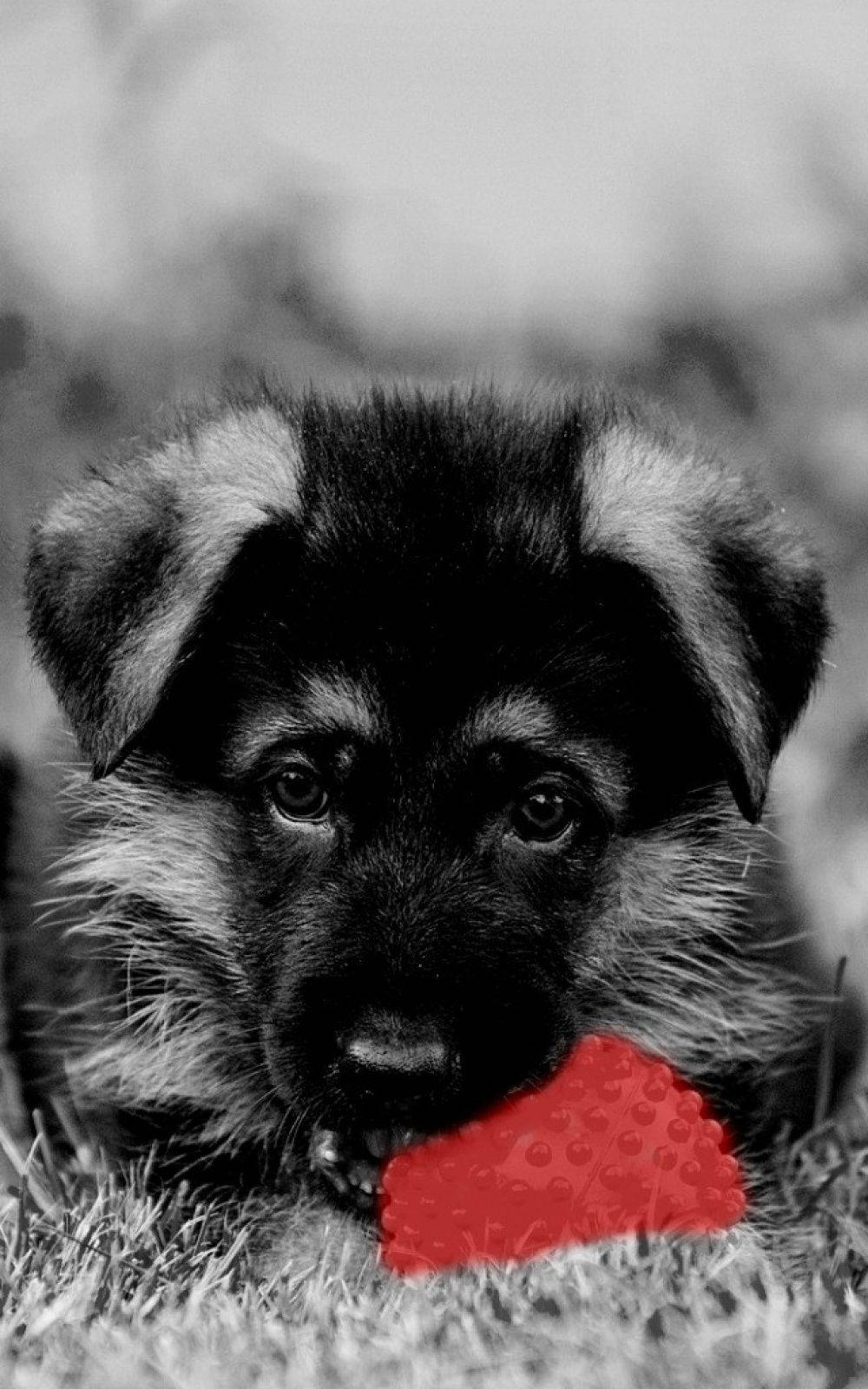 白黒の犬が赤いボールで遊ぶ 壁紙