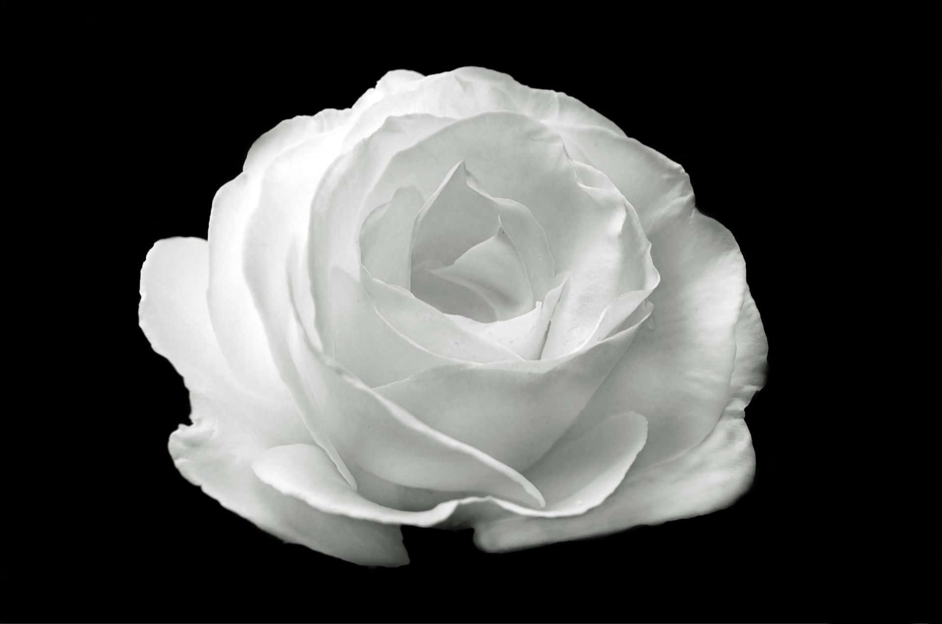 白黒の美学 白いバラの花 壁紙