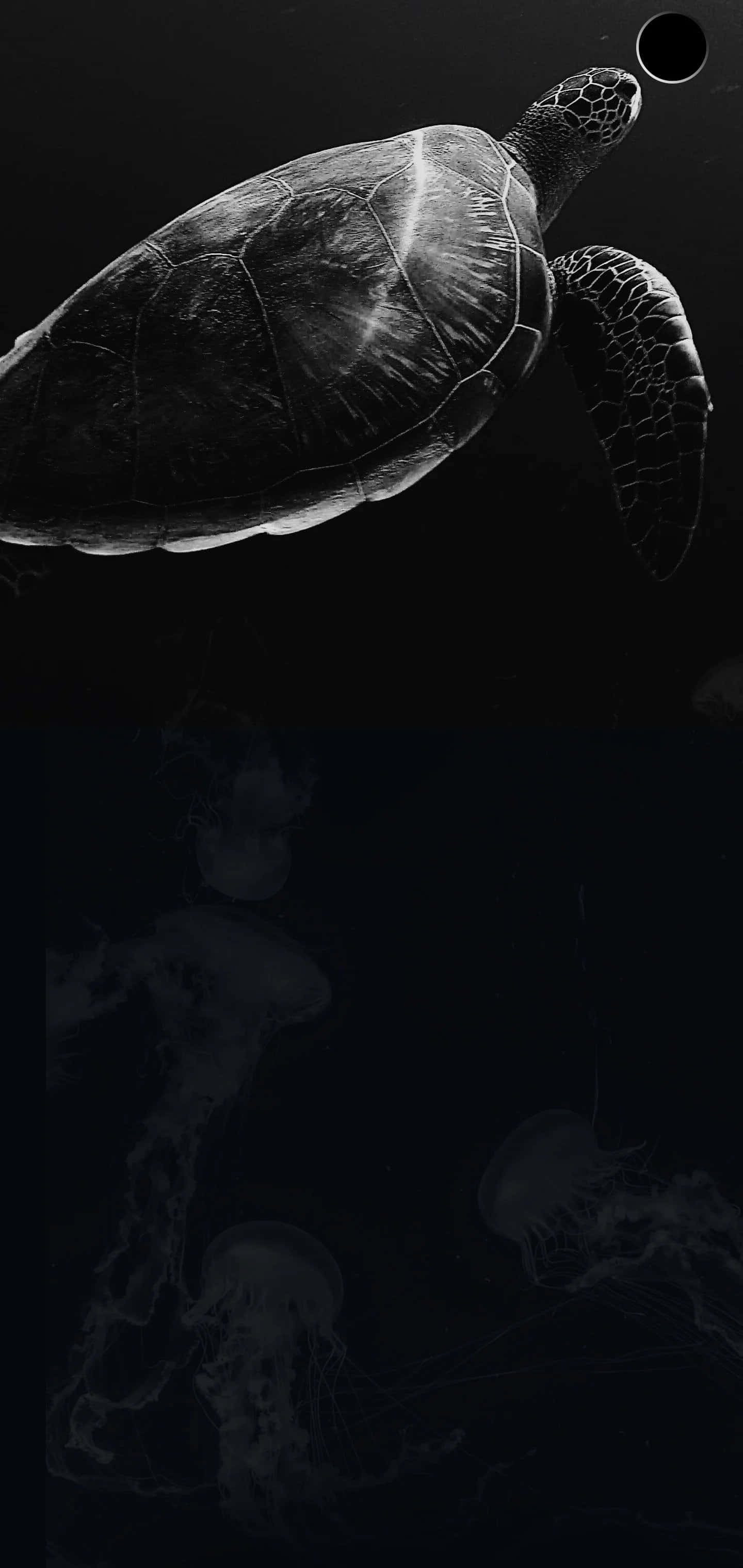 白黒写真のカメとクラゲ 壁紙