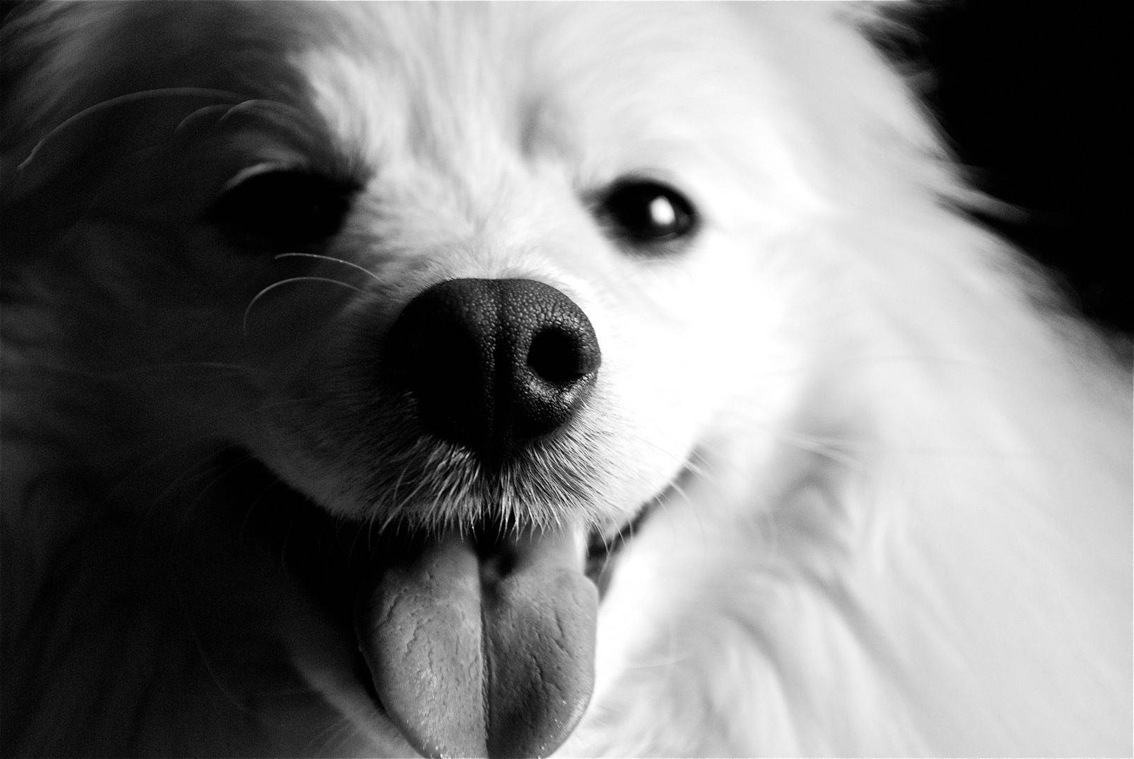 白黒犬 舌出し 壁紙